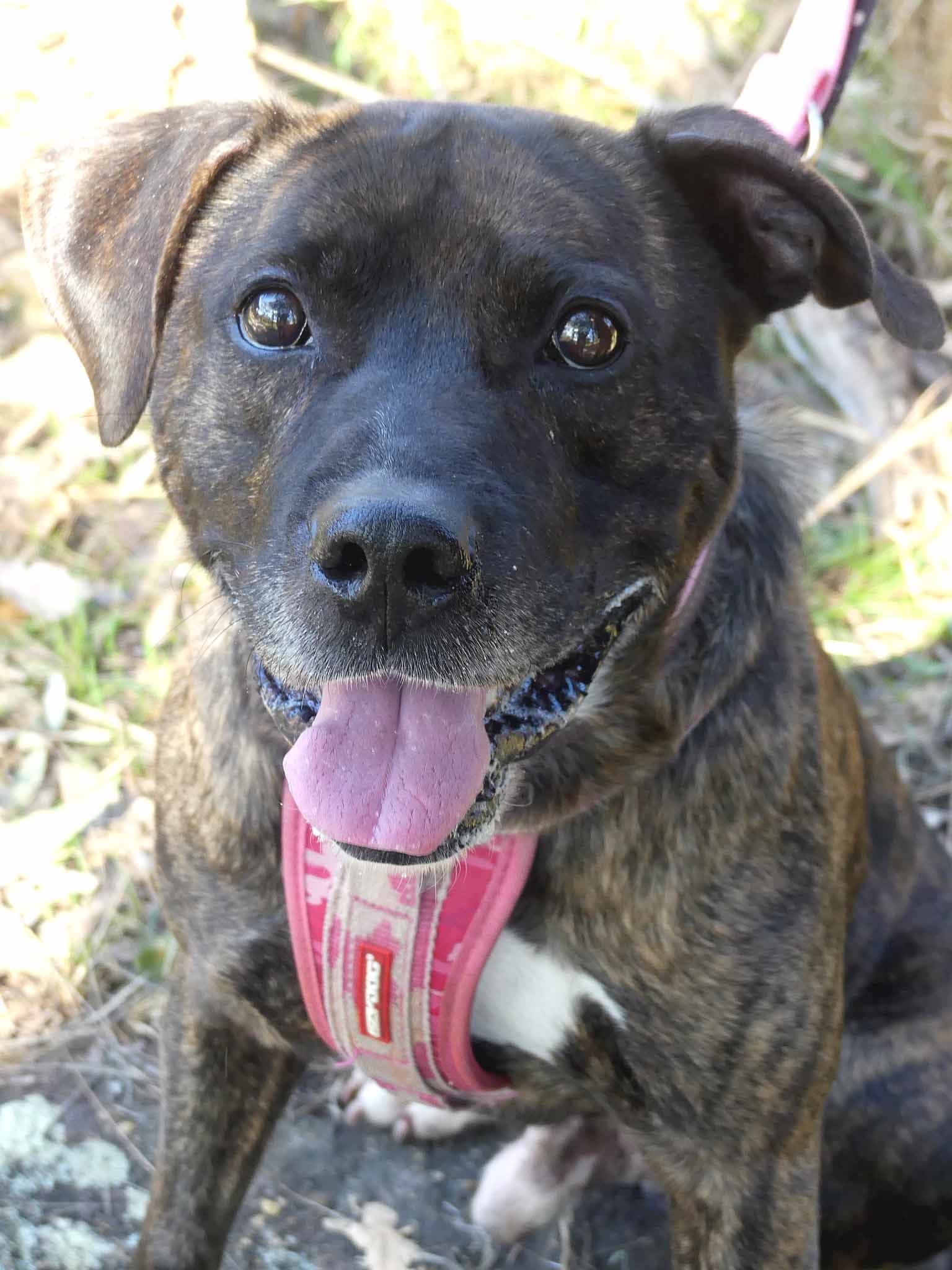 Maverick - Staffy X available for adoption at Monika's Doggie Rescue in Calgary
