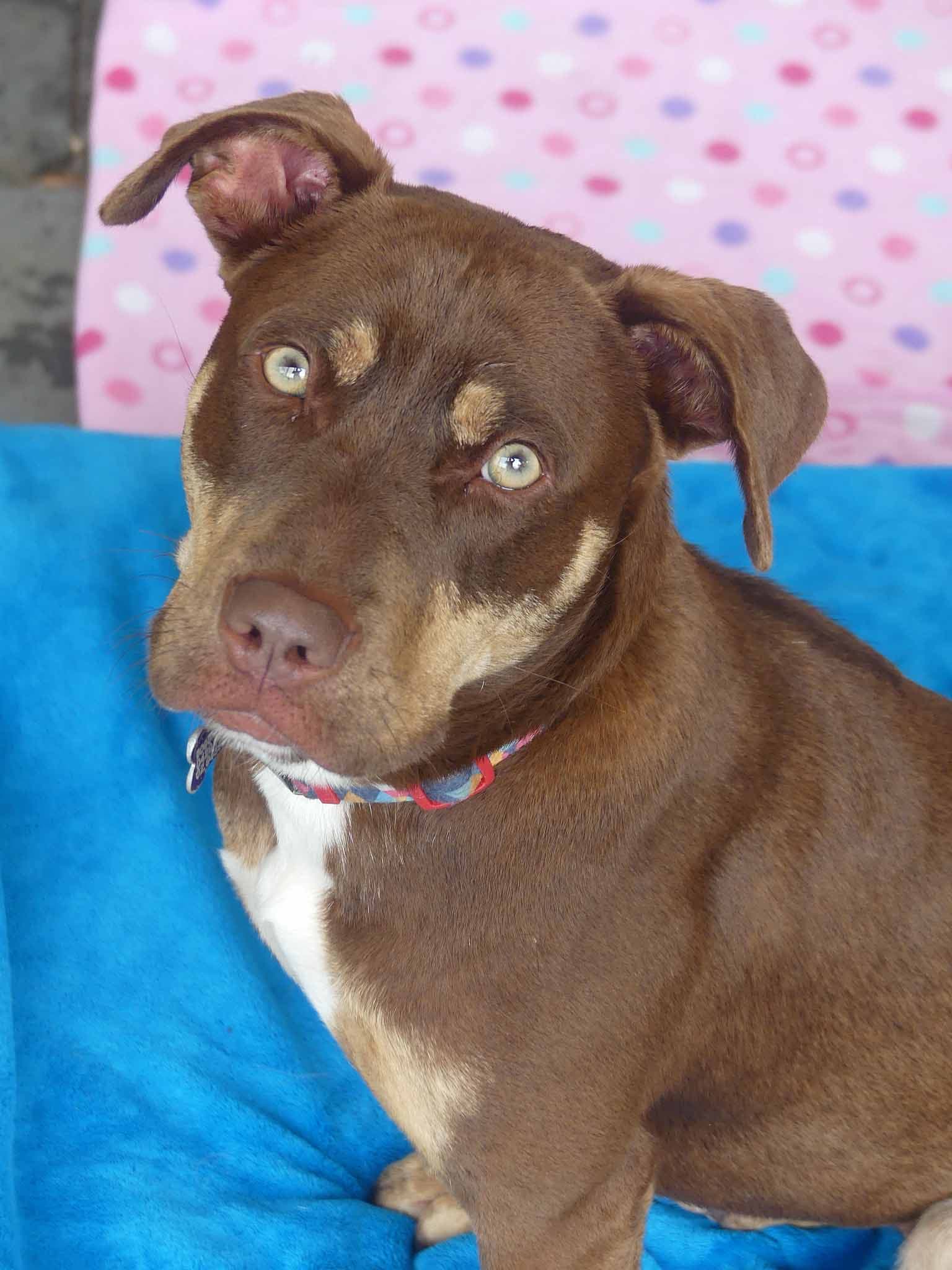 Trixie - Kelpie X available for adoption at Monika's Doggie Rescue in Calgary