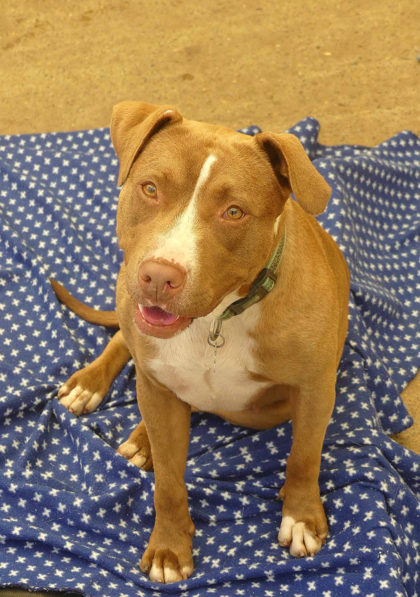 Zuri - Staffy X available for adoption at Monika's Doggie Rescue in Calgary