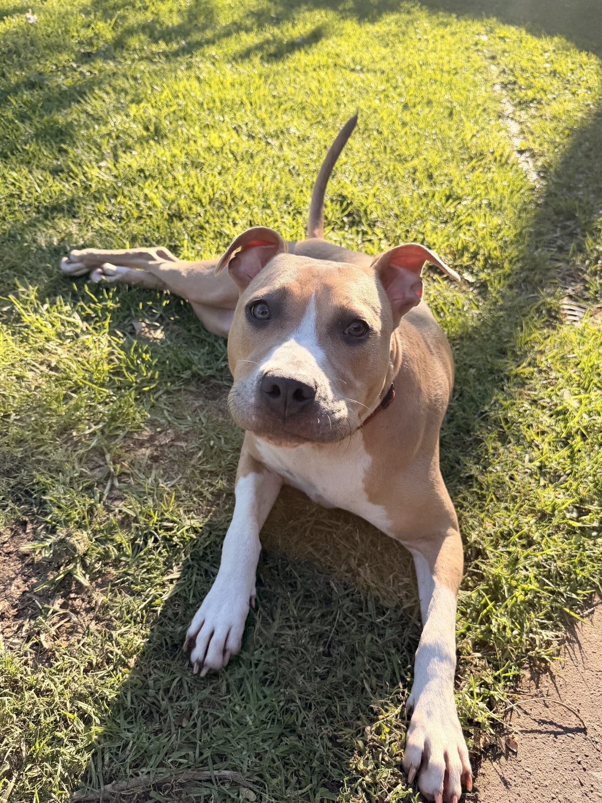 Embers - Labrador X Staffy available for adoption in Calgary