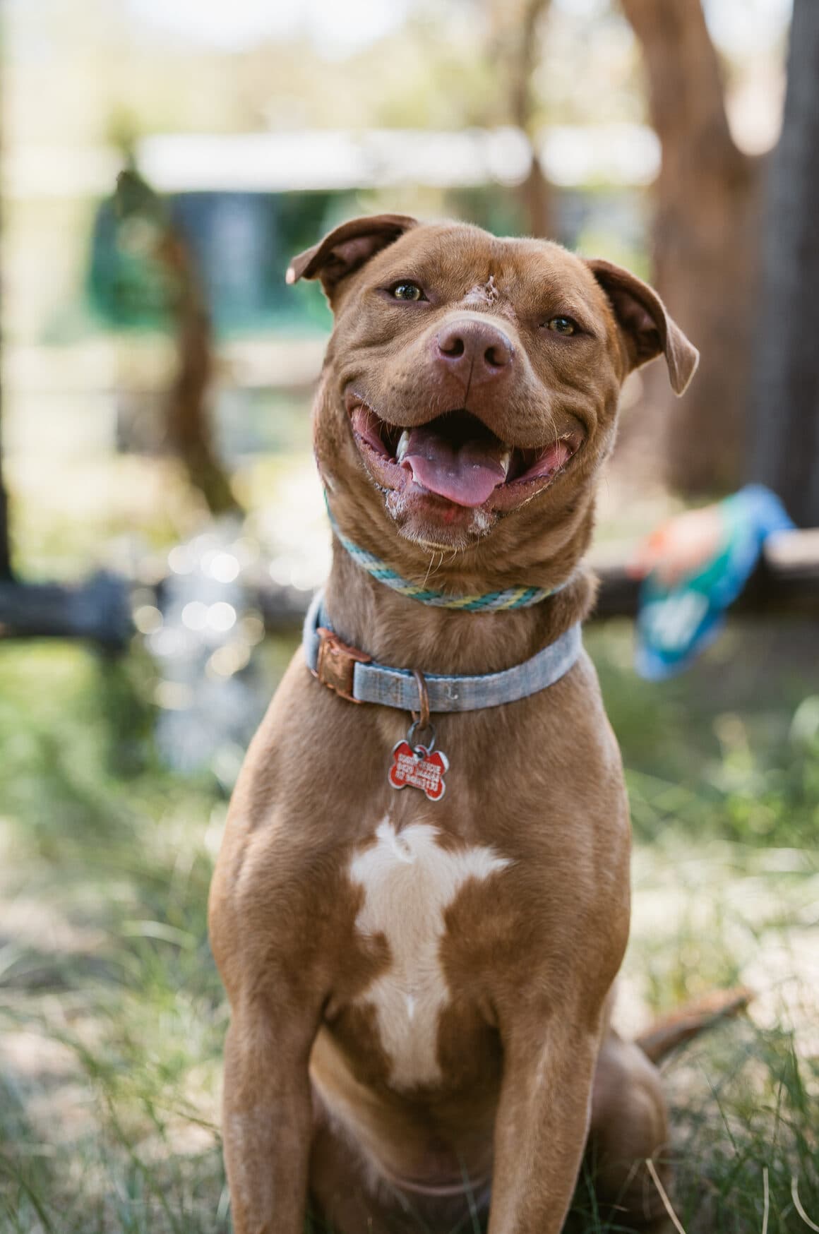 Galileo - Staffy X available for adoption at Monika's Doggie Rescue in Calgary