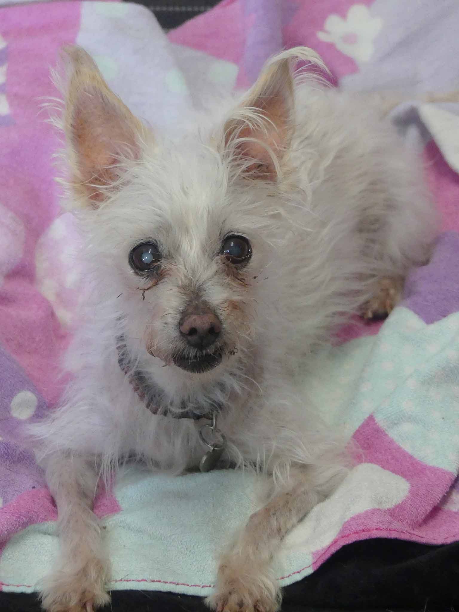 Mimi - Maltese X available for adoption at Monika's Doggie Rescue in Calgary