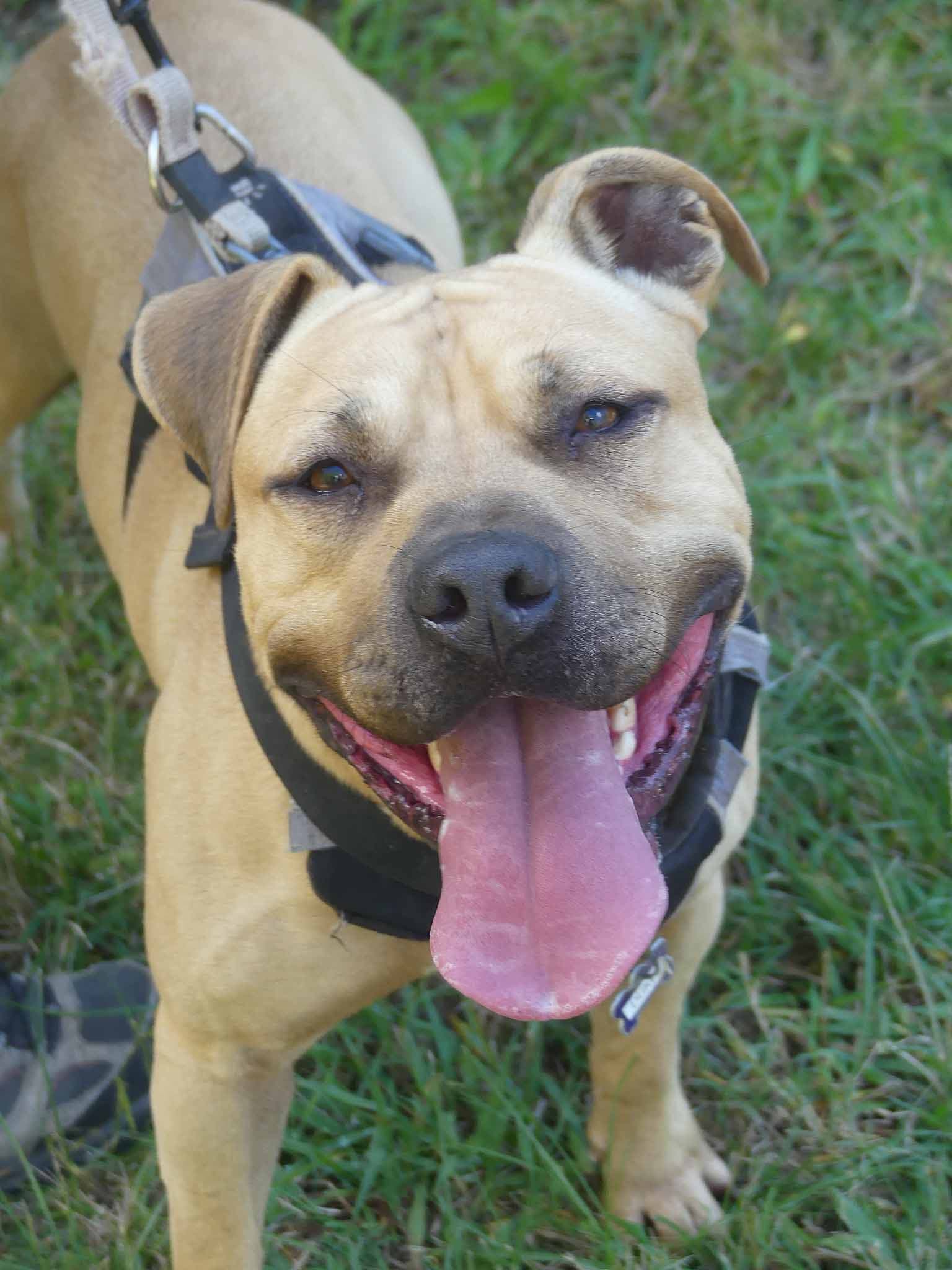 Duke - American Staffy X available for adoption at Monika's Doggie Rescue in Calgary