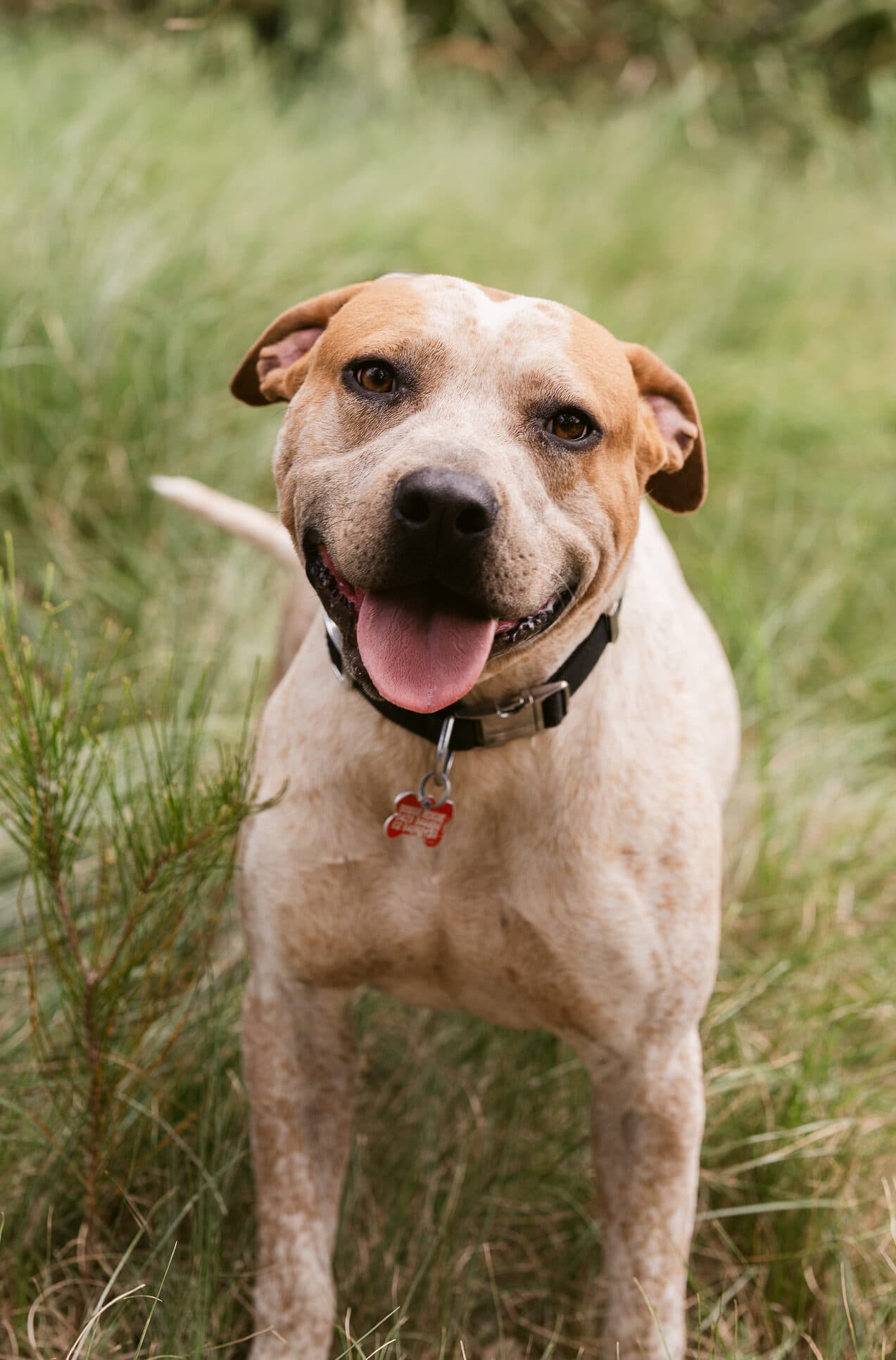 Woody - Cattle Dog X Staffy available for adoption at Monika's Doggie Rescue in Calgary