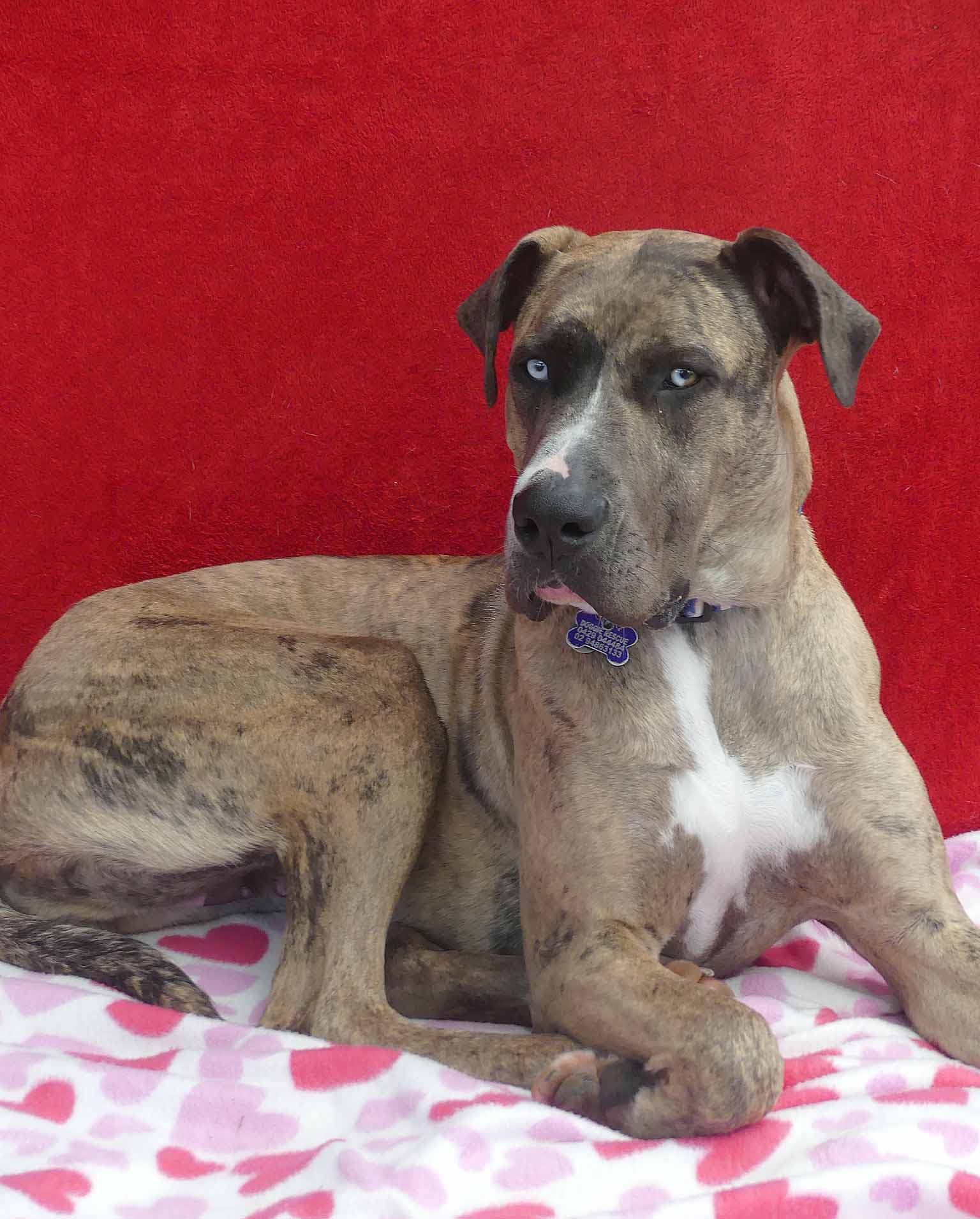 Cleo - Catahoula X available for adoption in Calgary