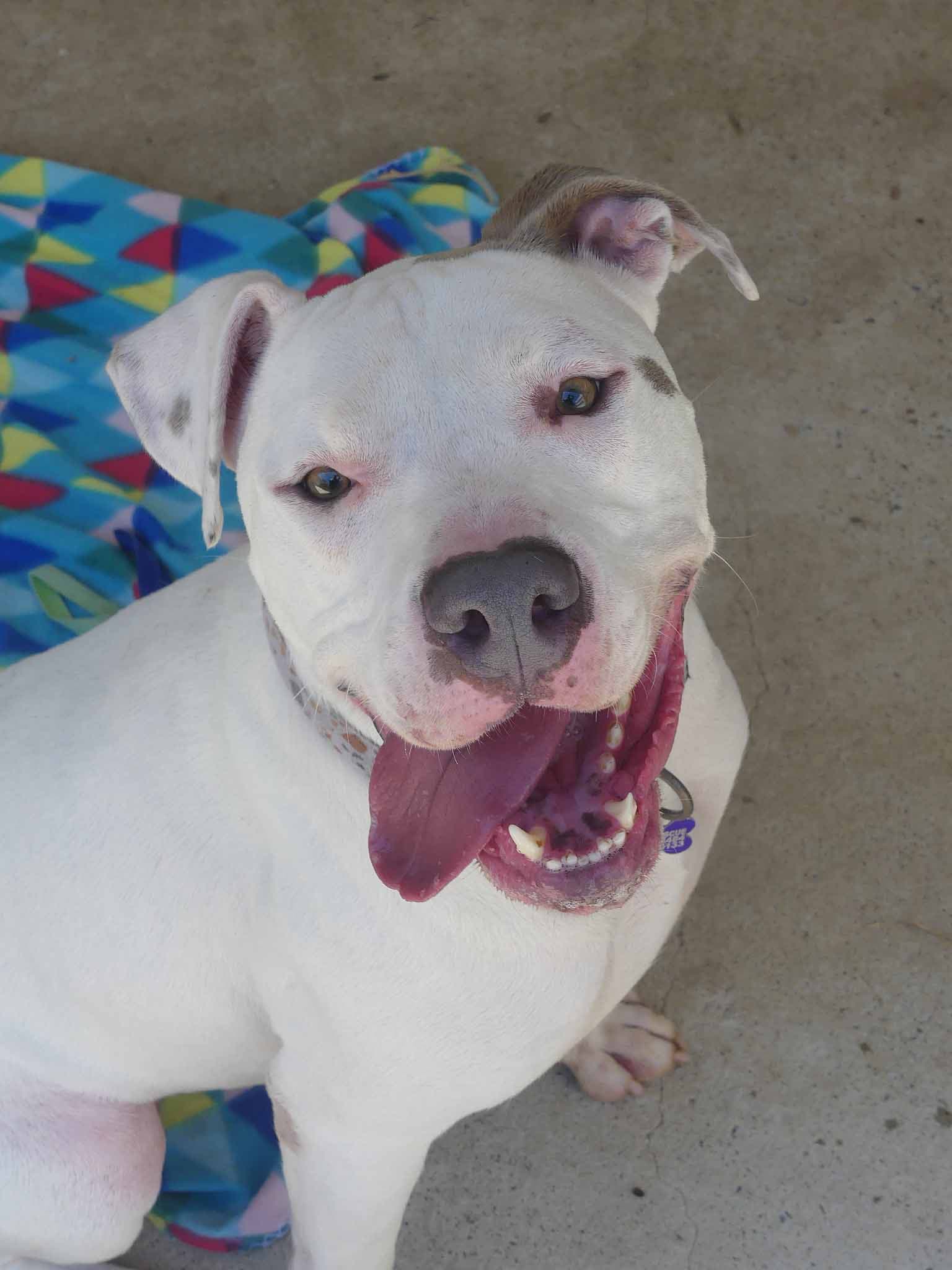 Dino - American Staffy X available for adoption at Monika's Doggie Rescue in Calgary