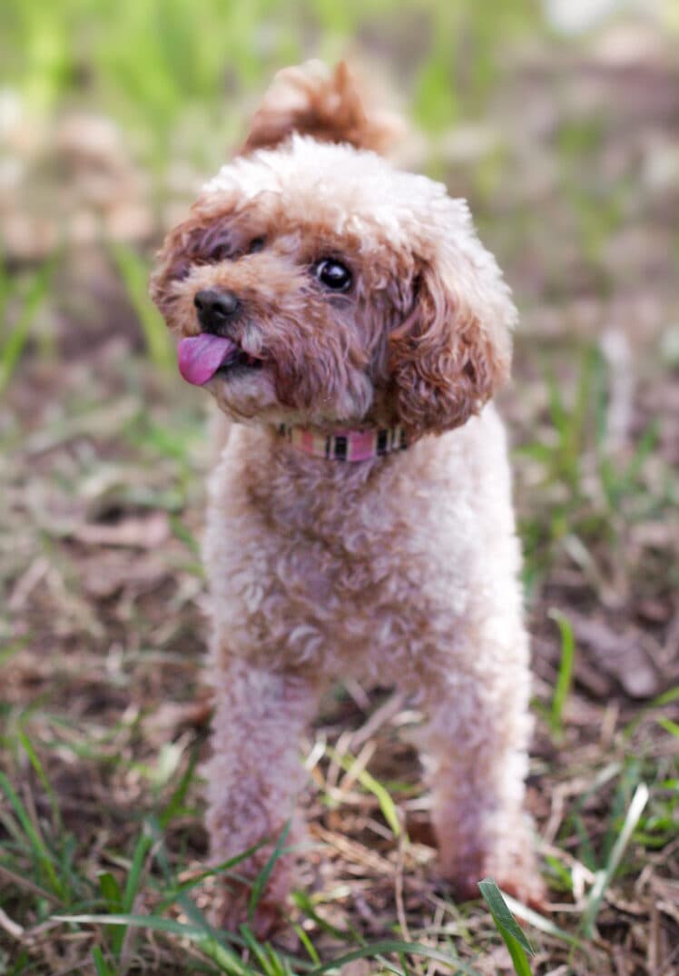 Nelly - Toy Poodle X available for adoption in Sydney