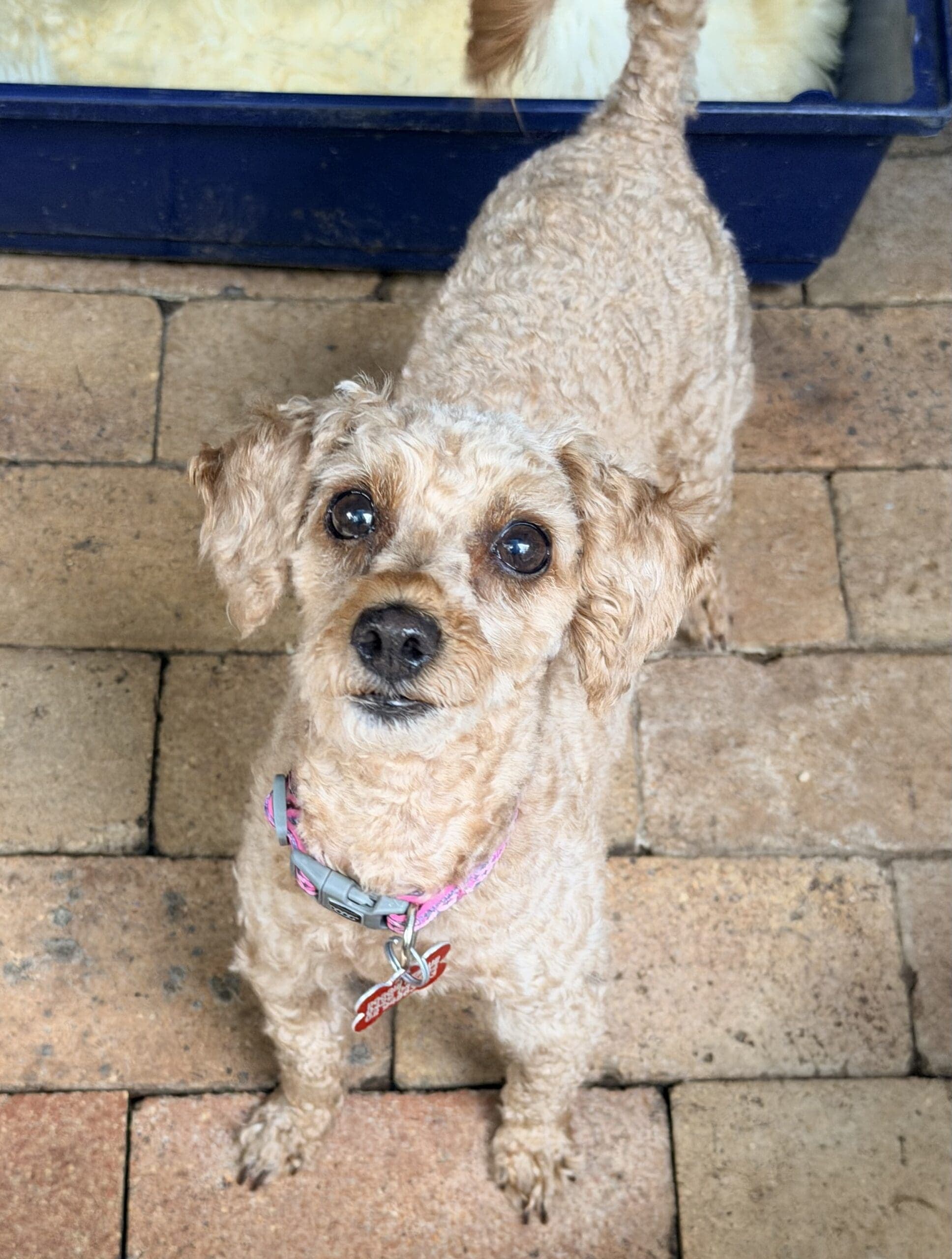 Nelly - Toy Poodle X available for adoption in Calgary