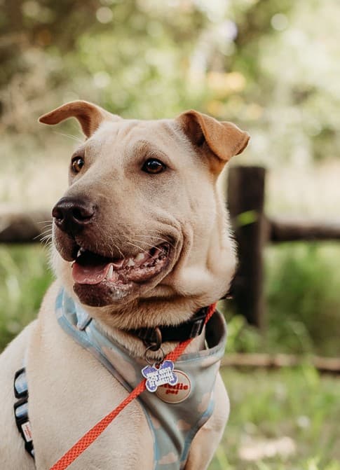 Sandy - Shar Pei X available for adoption in Sydney