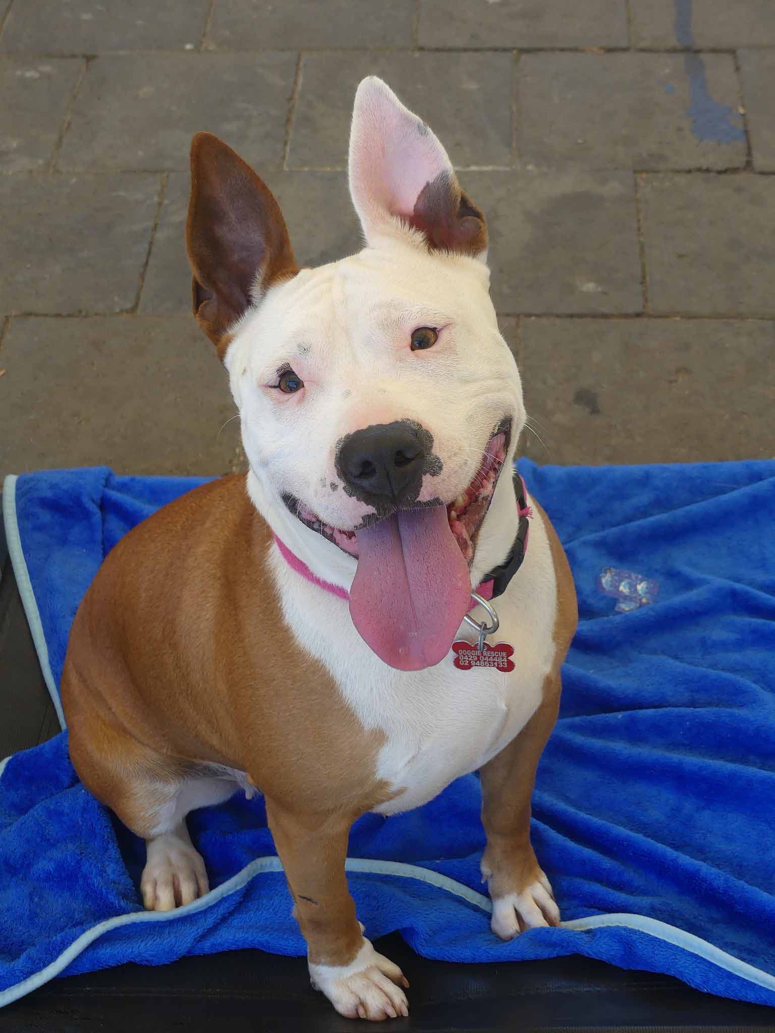 Rita - American Staffy X Bull Terrier available for adoption at Monika's Doggie Rescue in Calgary