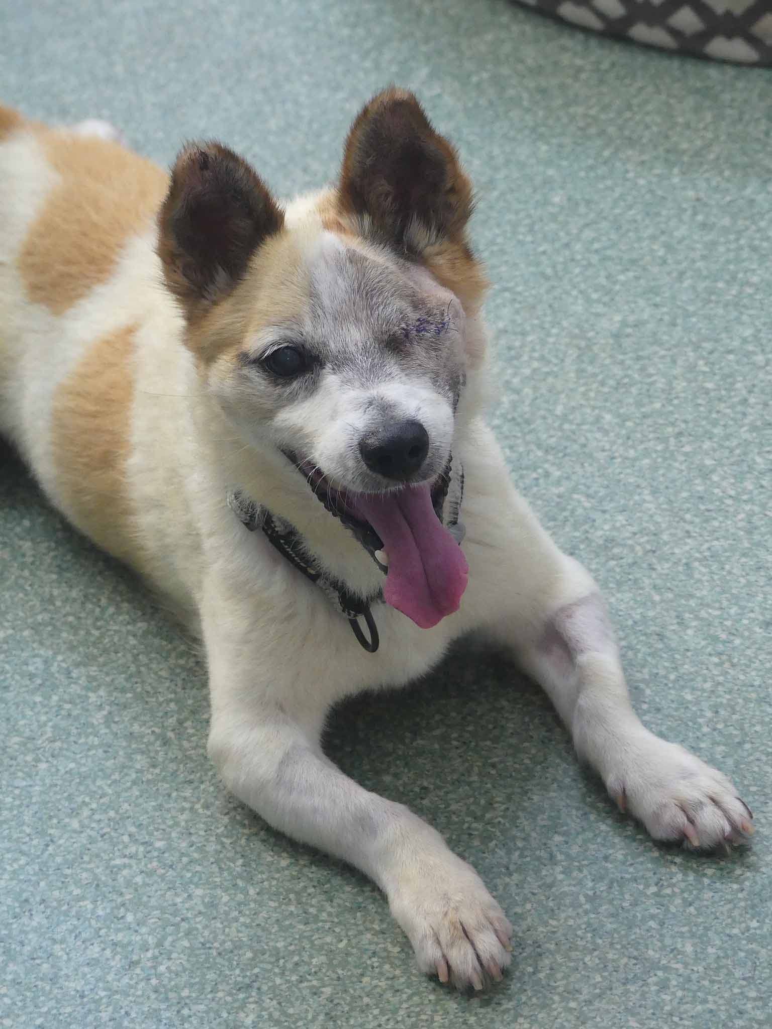 Charlie - Corgi X Jack Russell Terrier available for adoption in Calgary