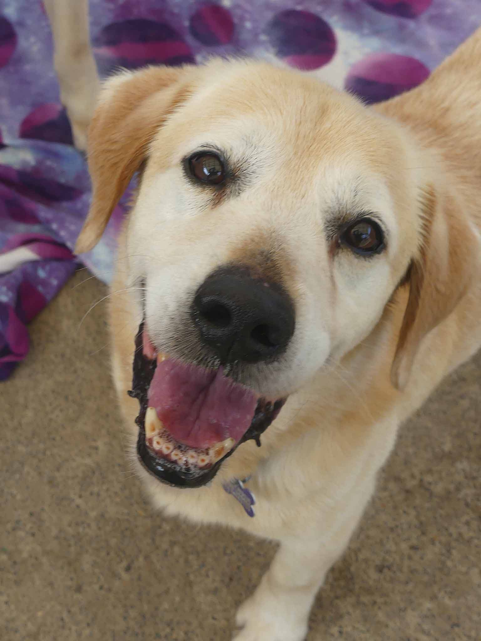 Gatsby - Labrador X available for adoption in Calgary