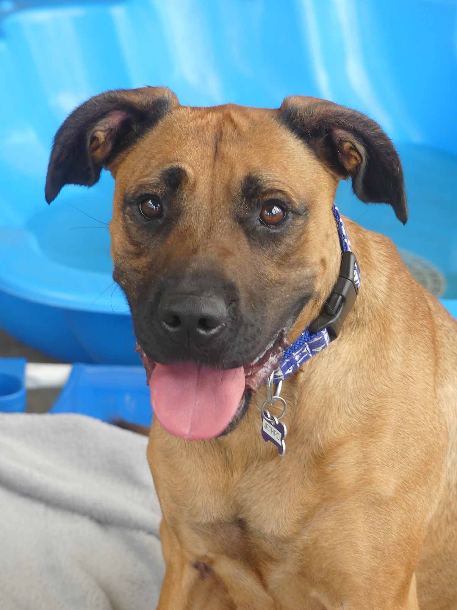 Jethro - Ridgeback X available for adoption at Monika's Doggie Rescue in Calgary