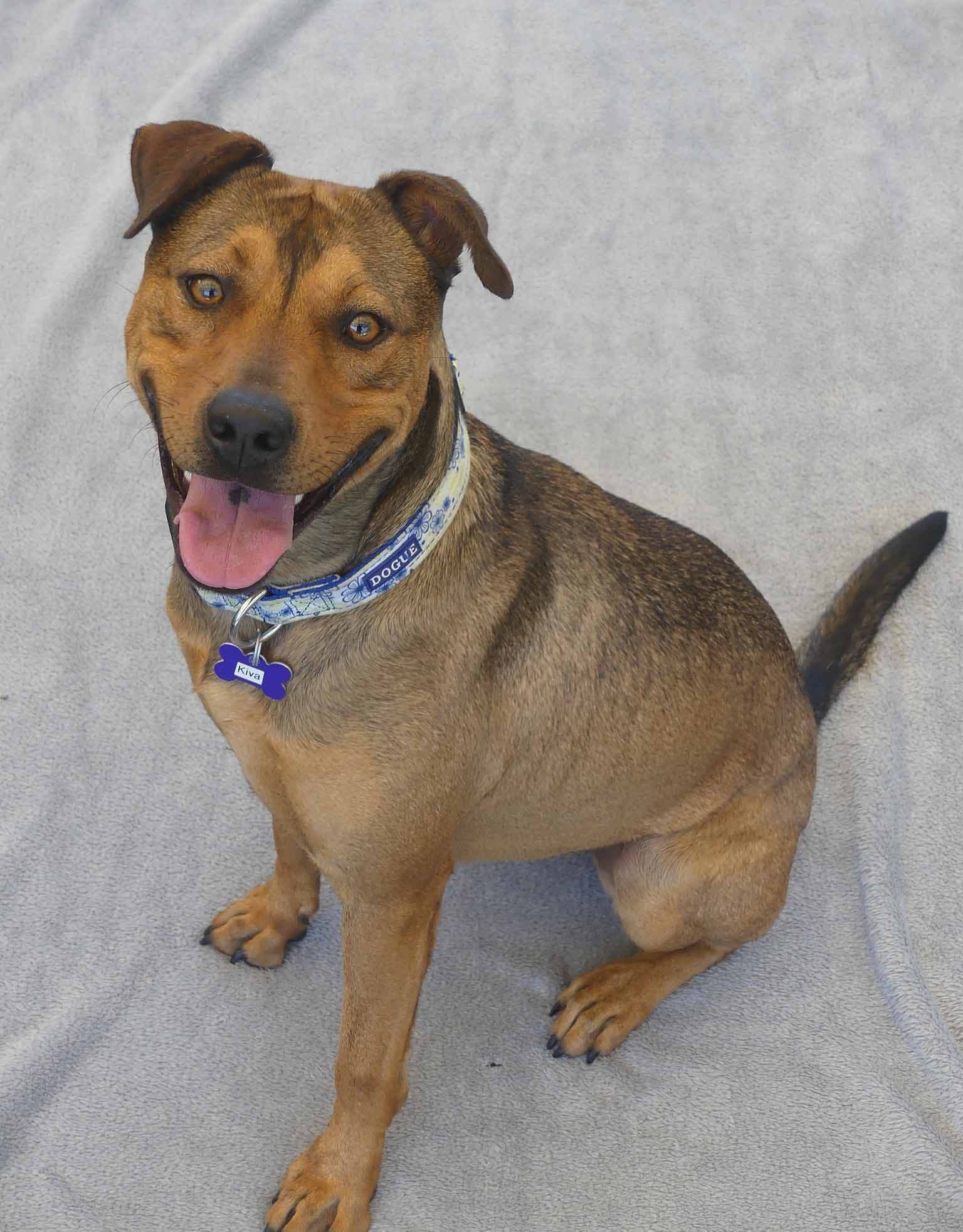 Kiva - Catahoula X Kelpie available for adoption at Monika's Doggie Rescue in Calgary