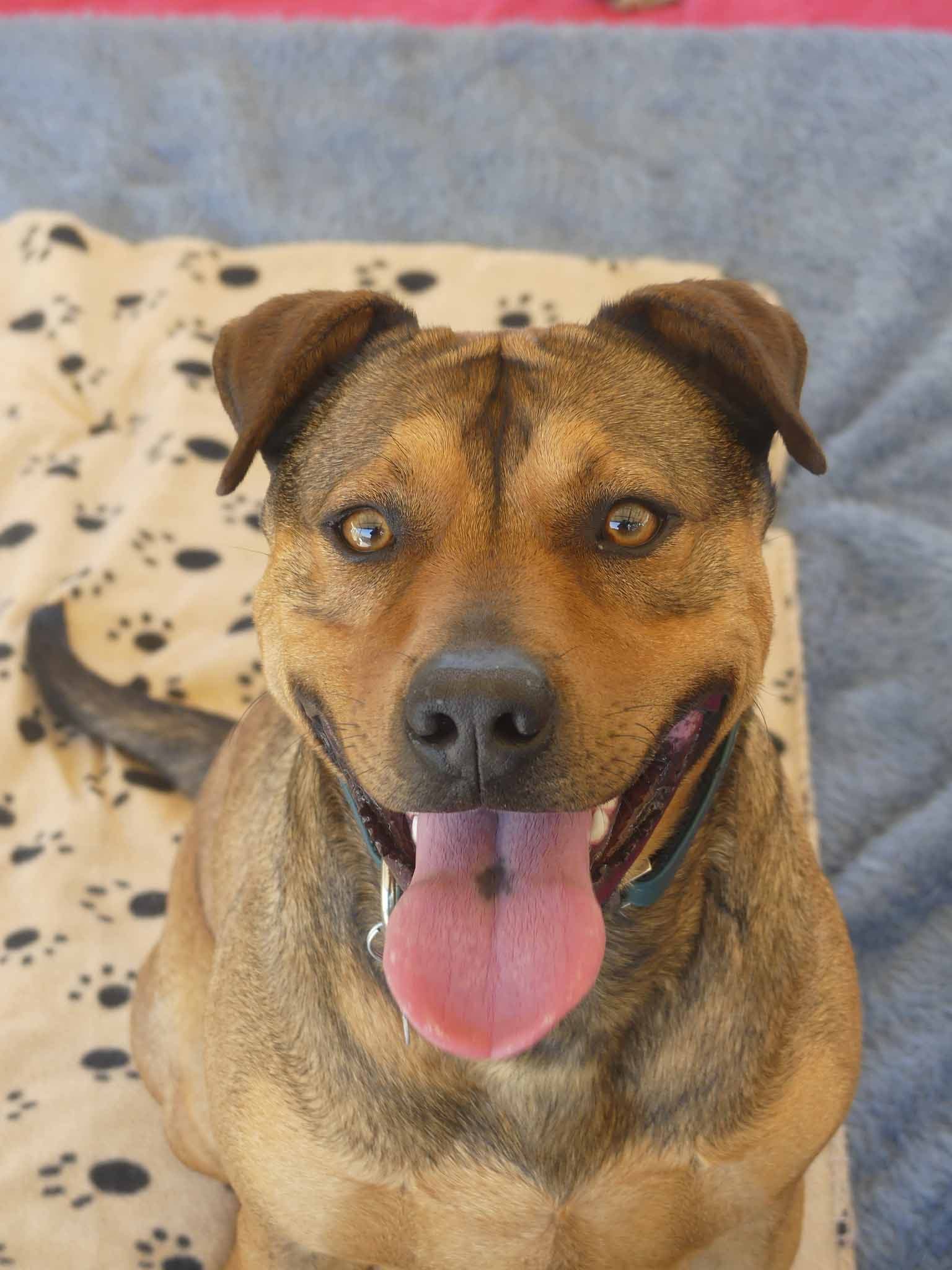 Kiva - Catahoula X Kelpie available for adoption in Sydney
