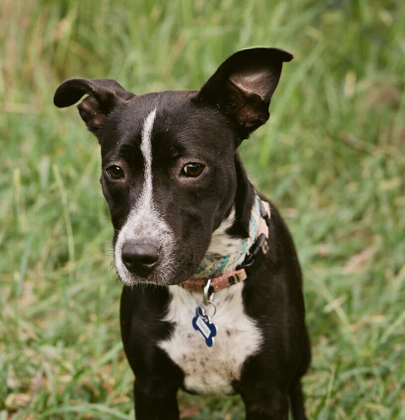 Ravioli - Cattle Dog X Staffy available for adoption at Monika's Doggie Rescue in Calgary