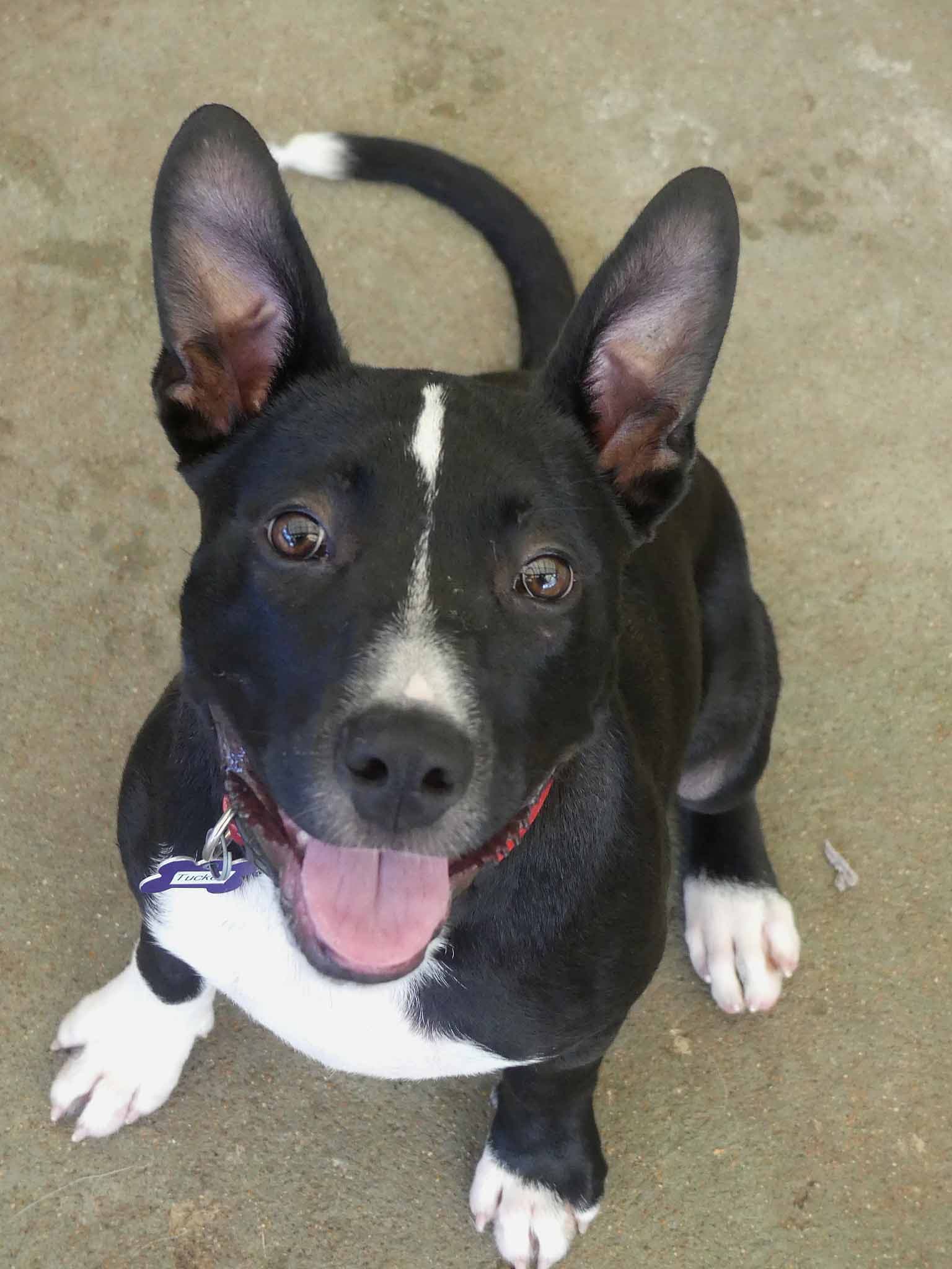 Tucker - Staffy X available for adoption at Monika's Doggie Rescue in Calgary