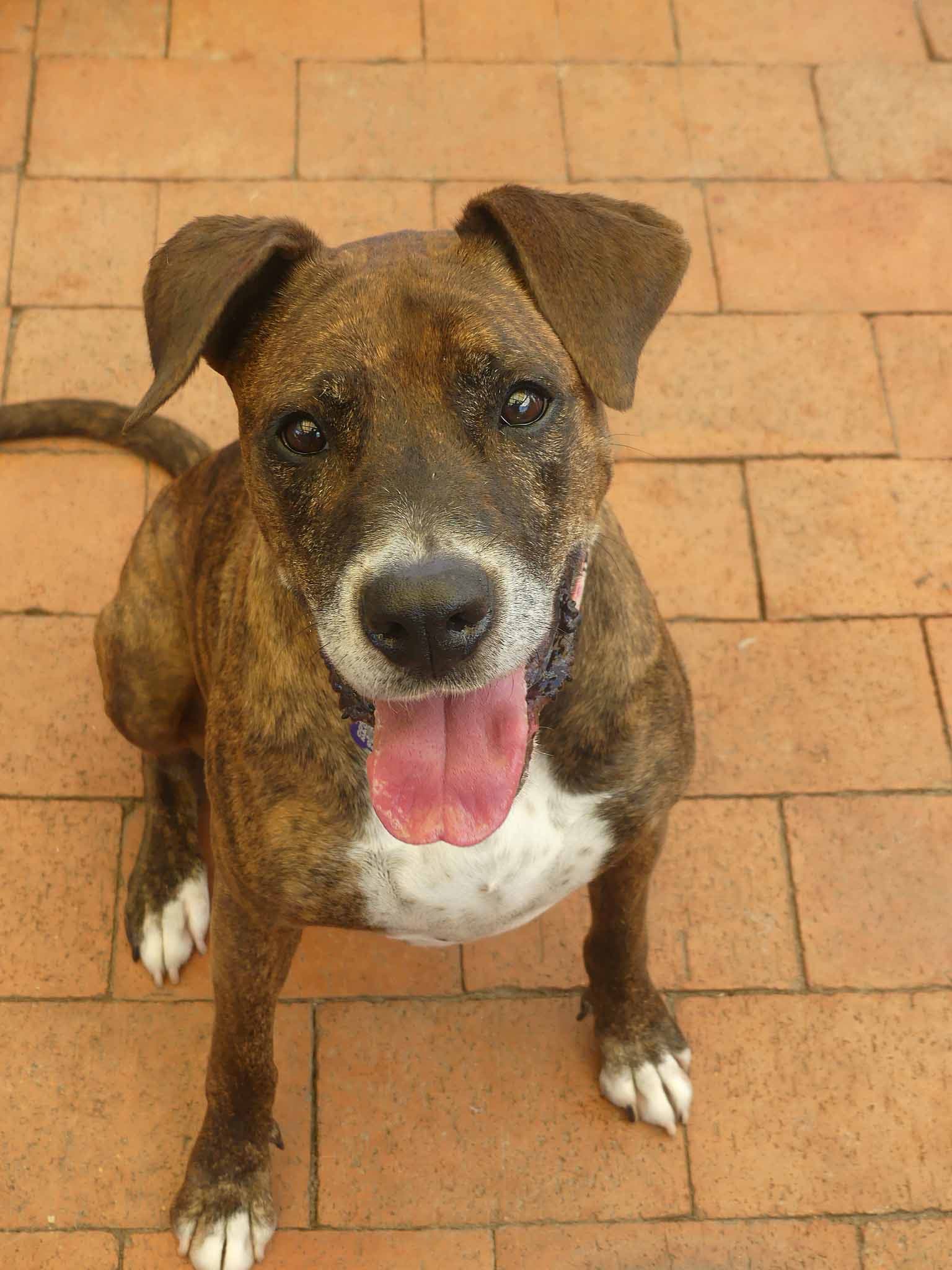 Whiskey - Boxer X Staffy available for adoption at Monika's Doggie Rescue in Calgary