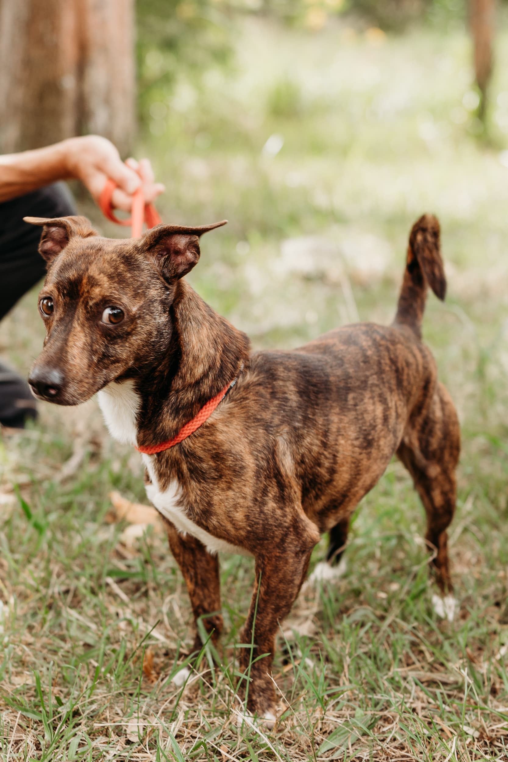 Byron - Basenji X Jack Russell Terrier available for adoption in Calgary
