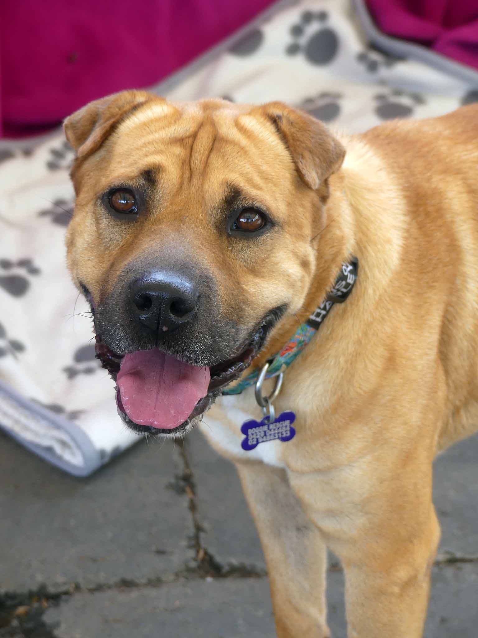 Gem - Labrador X Shar Pei available for adoption in Calgary