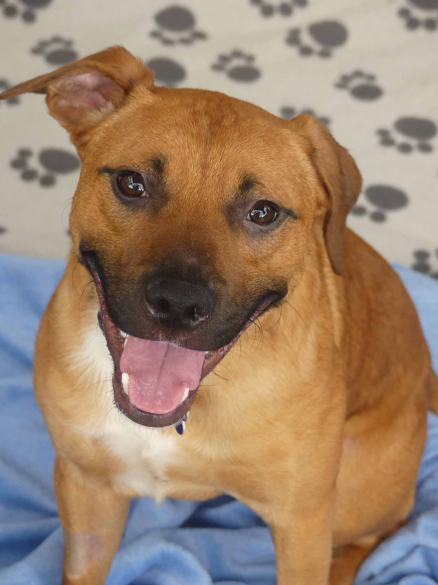 Jerry - Kelpie X available for adoption in Calgary