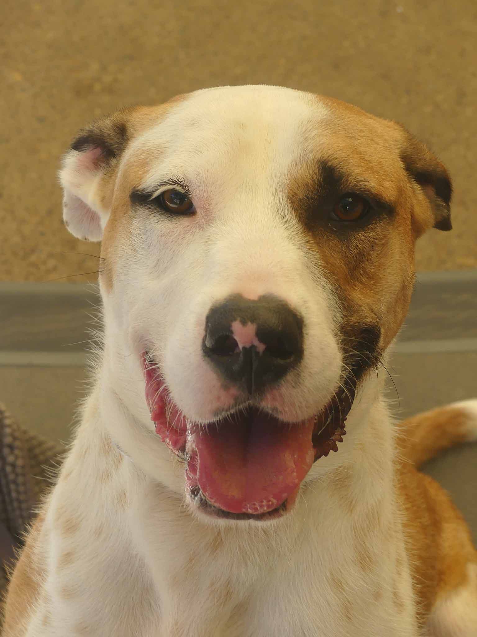 Churro - Kelpie X Wolfhound available for adoption in Sydney