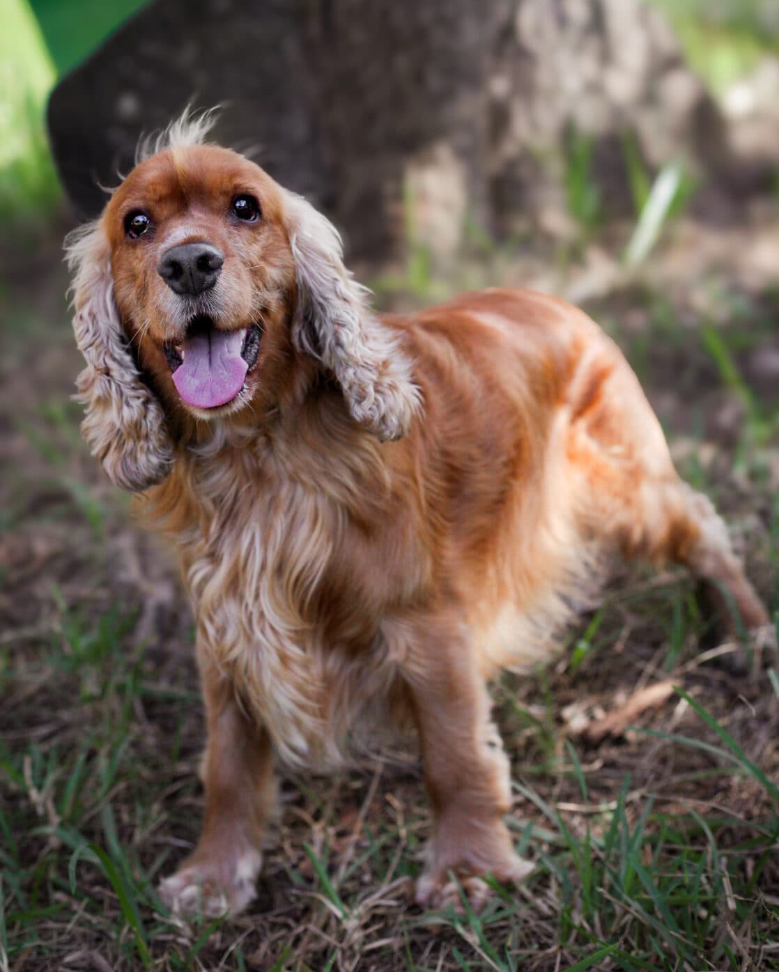 Sailor - Cocker Spaniel X available for adoption at Monika's Doggie Rescue in Sydney