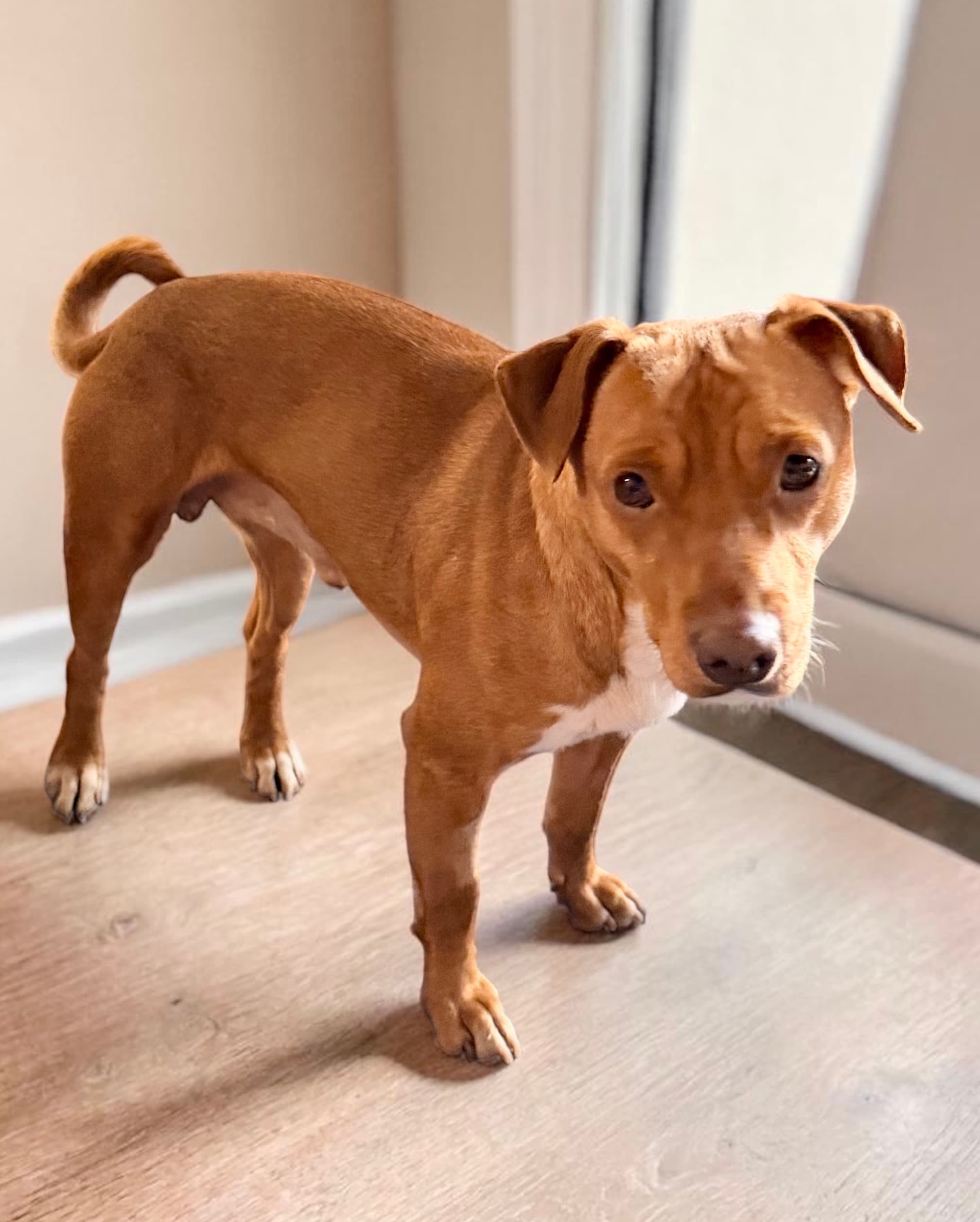 Monty - Basenji X Jack Russell Terrier available for adoption at Monika's Doggie Rescue in Calgary