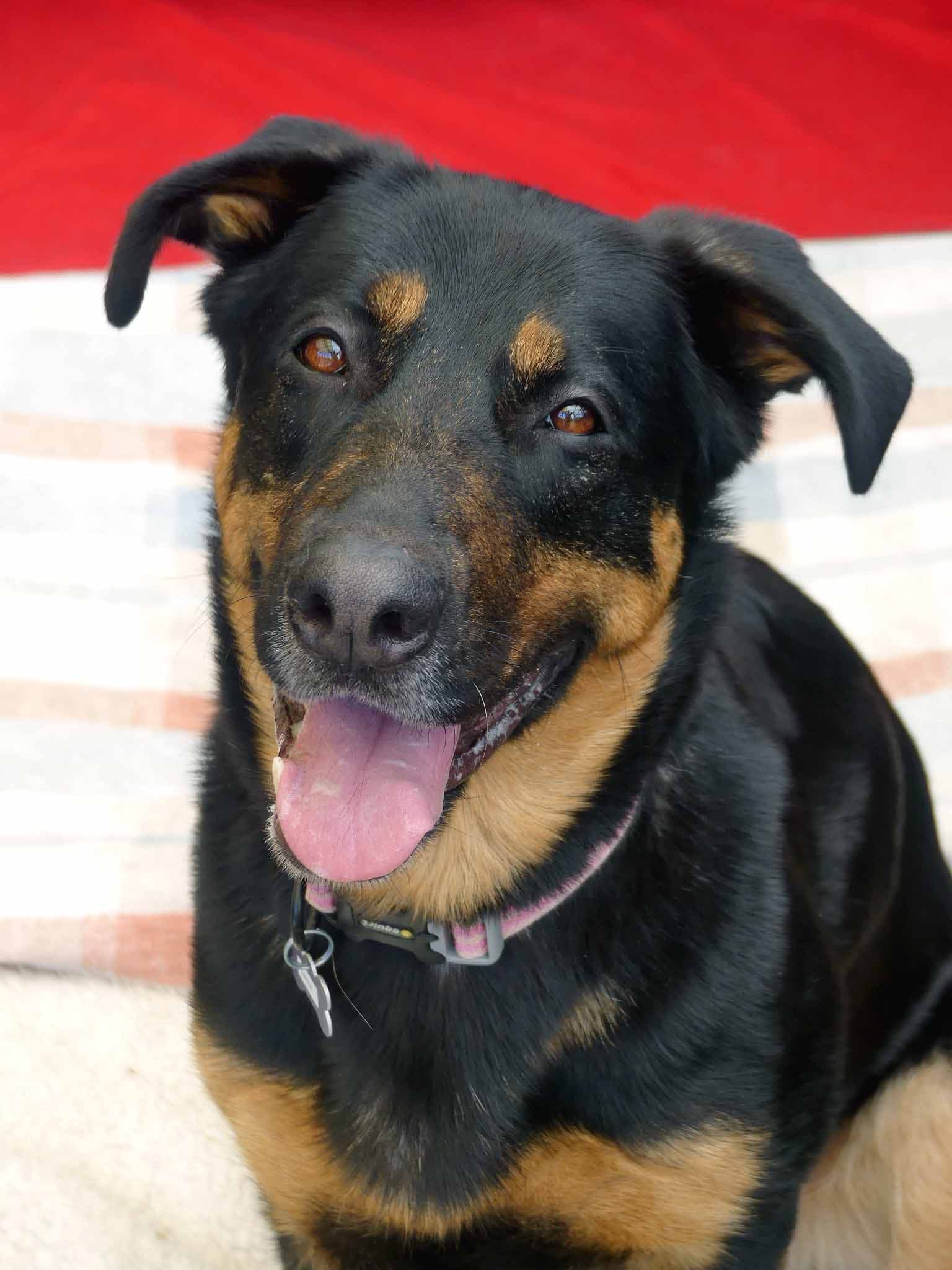 Sasha - German Shepherd X available for adoption in Calgary