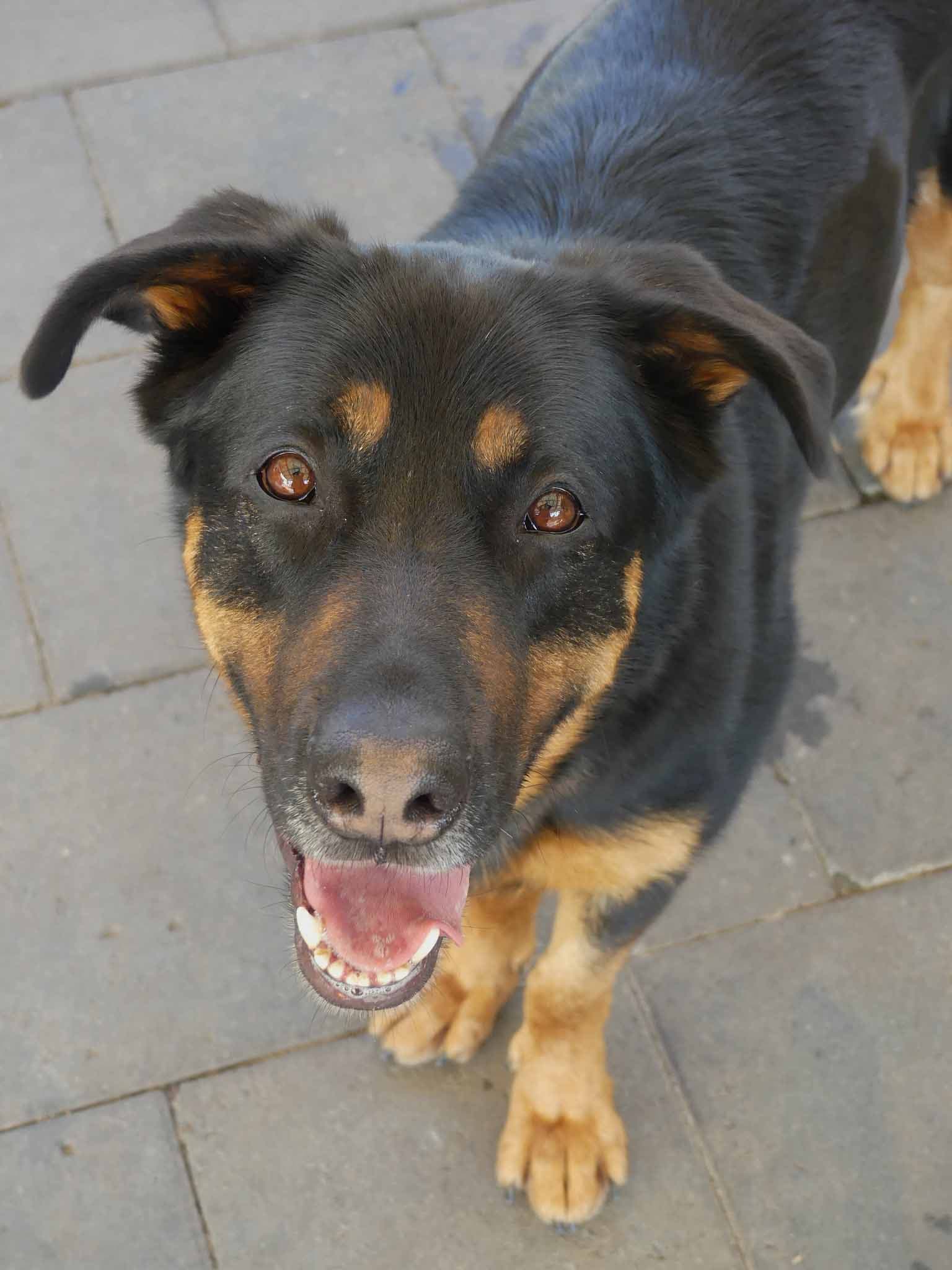 Sasha - German Shepherd X available for adoption at Monika's Doggie Rescue in Sydney