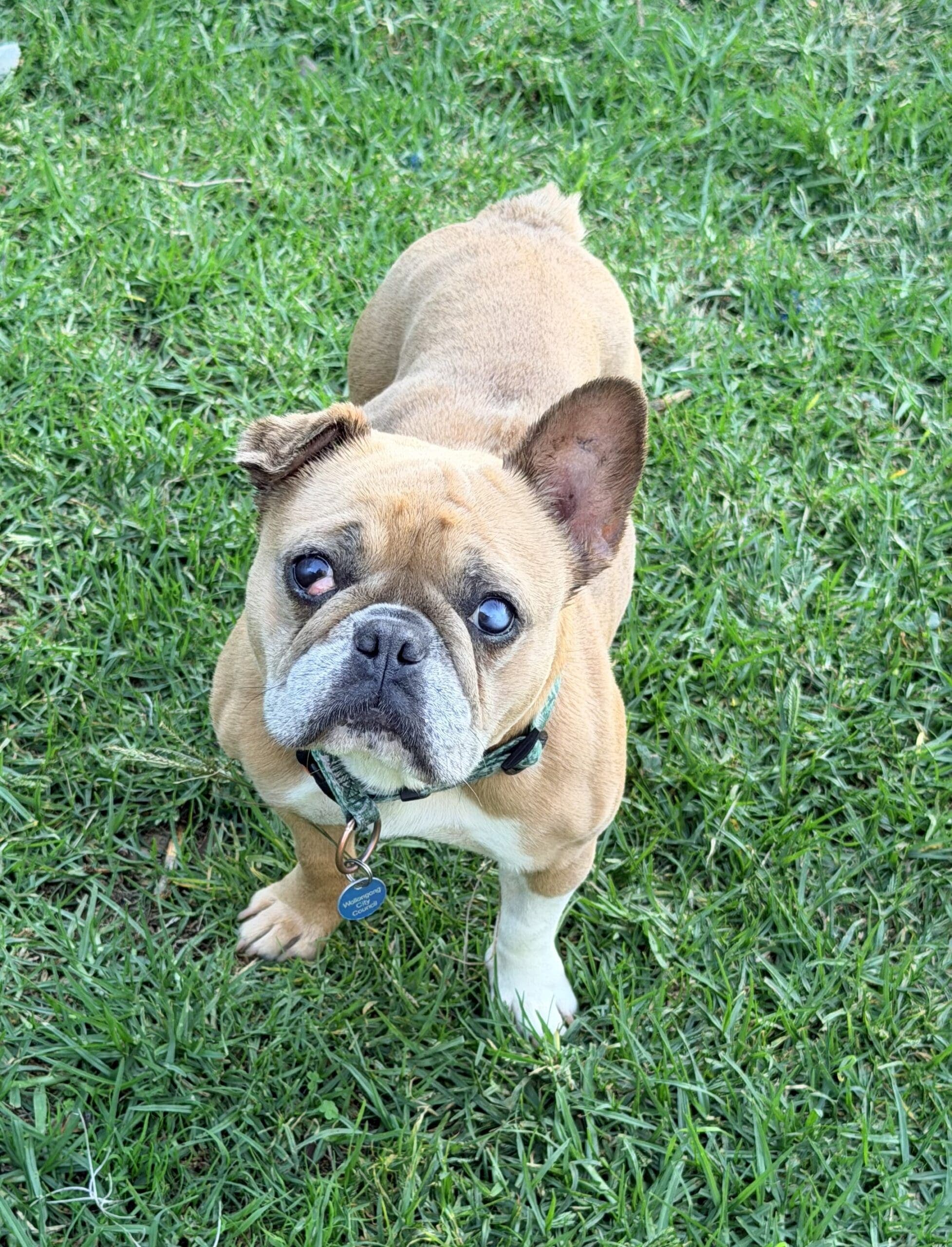 Lola - French Bulldog X available for adoption in Calgary