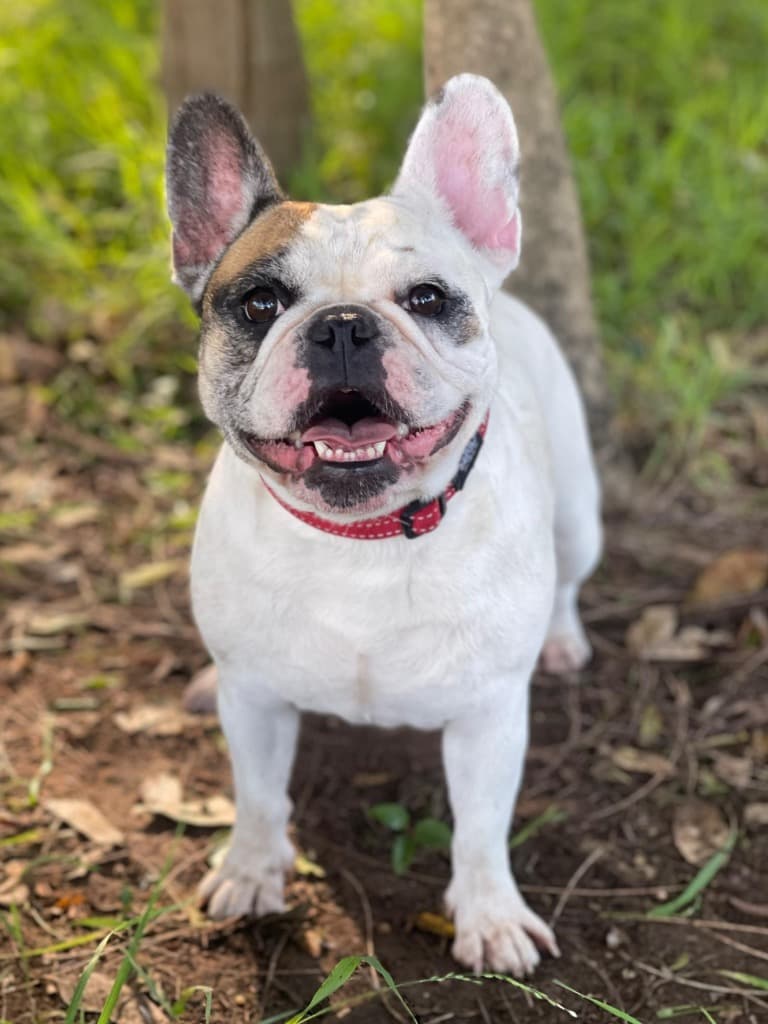 BonBon - French Bulldog X available for adoption in Calgary
