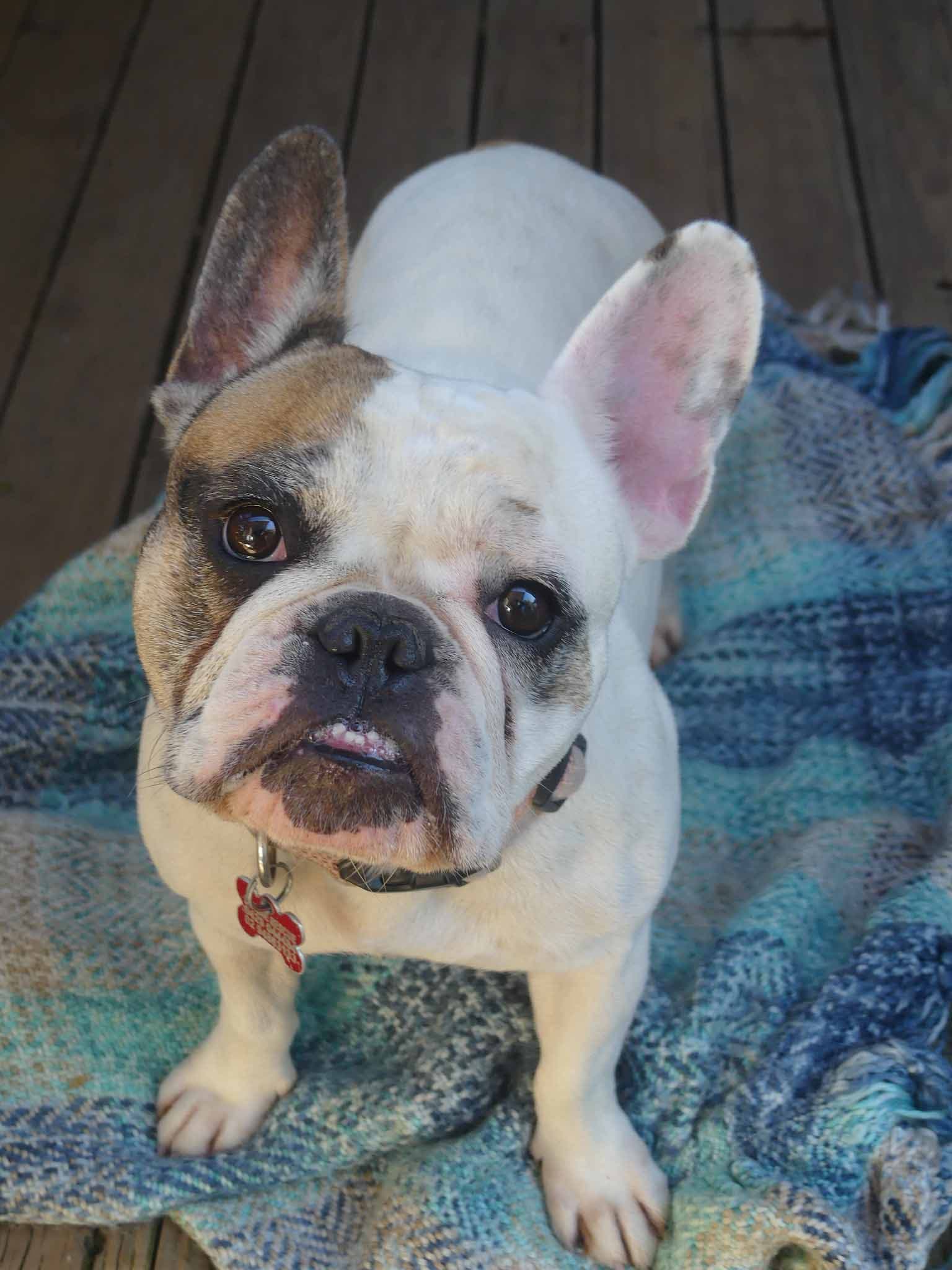 BonBon - French Bulldog X available for adoption at Monika's Doggie Rescue in Sydney