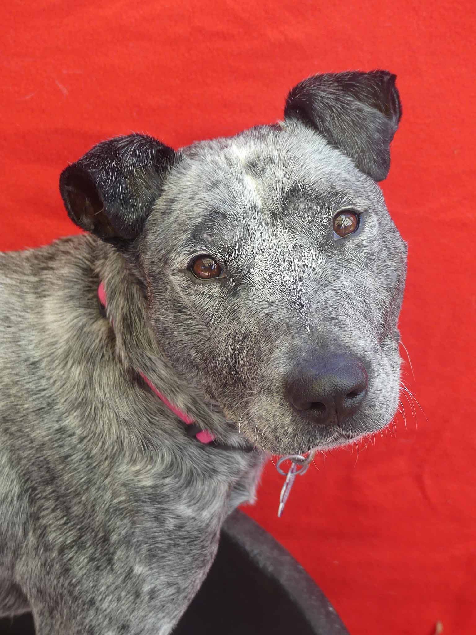 Faye - Cattle Dog X Shar Pei available for adoption in Calgary