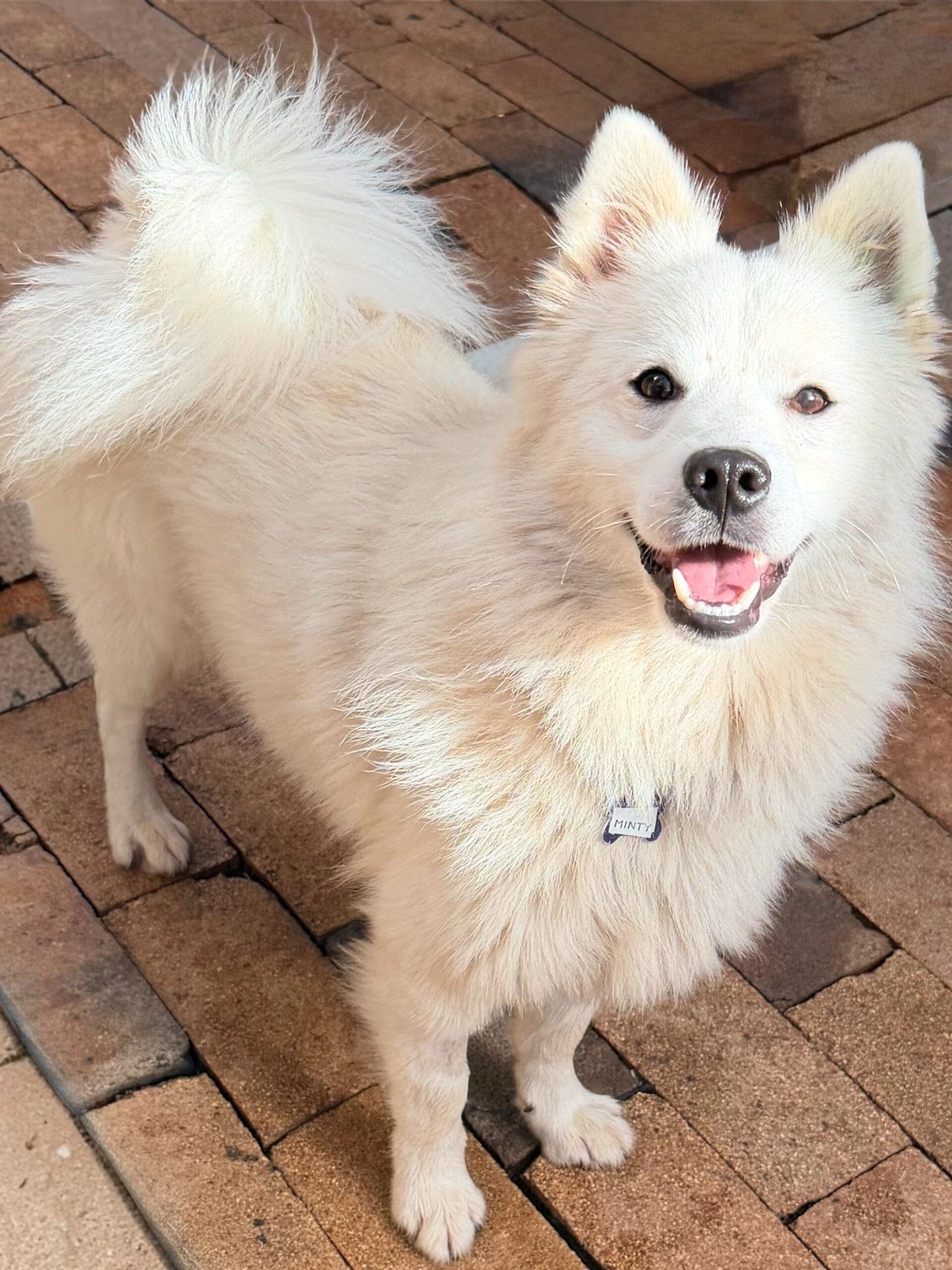 Mintie - Spitz X available for adoption in Calgary