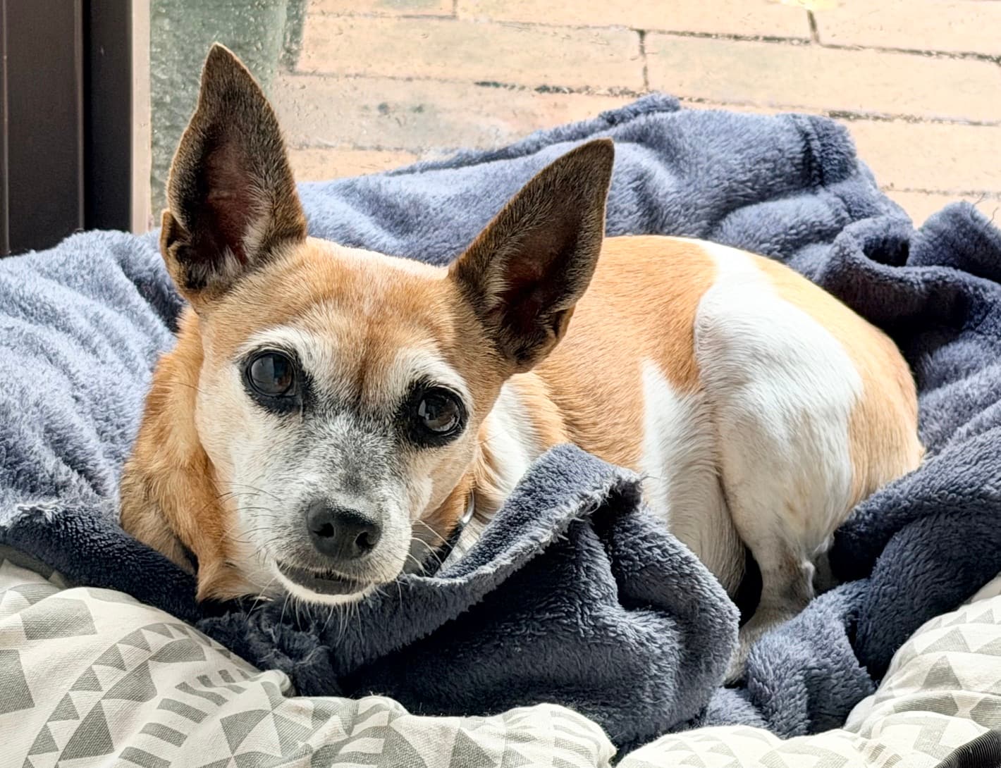 Willow - Tenterfield Terrier X available for adoption in Calgary