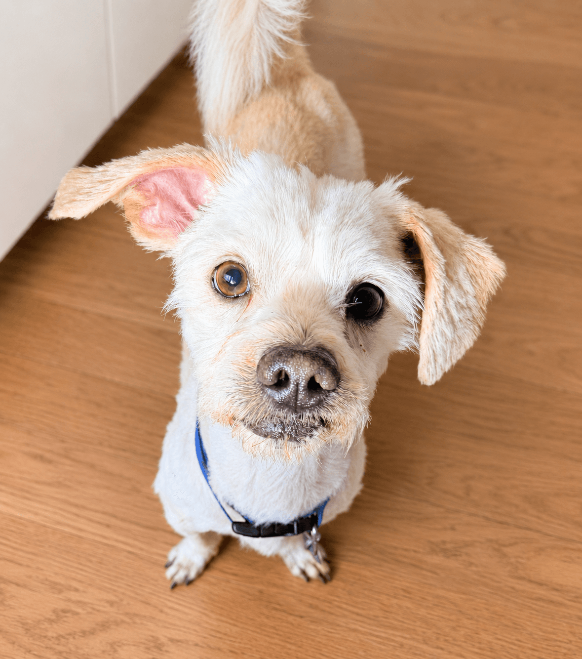 Cheeky - Maltese X Shih Tzu available for adoption at Monika's Doggie Rescue in Sydney