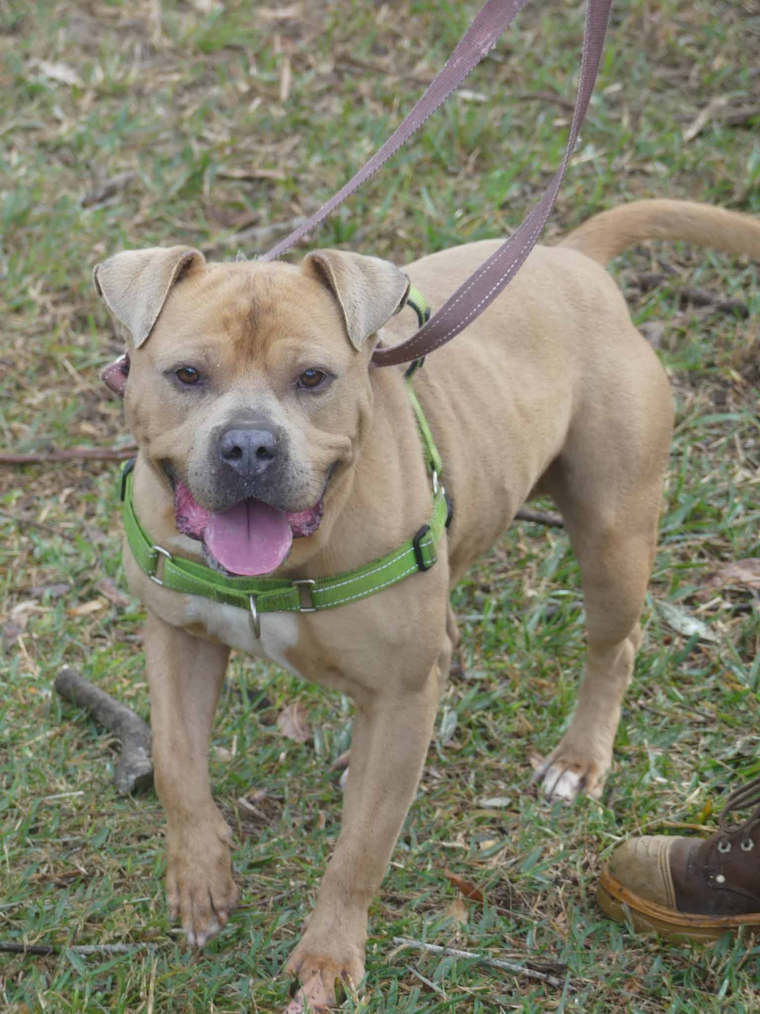 Arnie - American Staffy X available for adoption at Monika's Doggie Rescue in Sydney