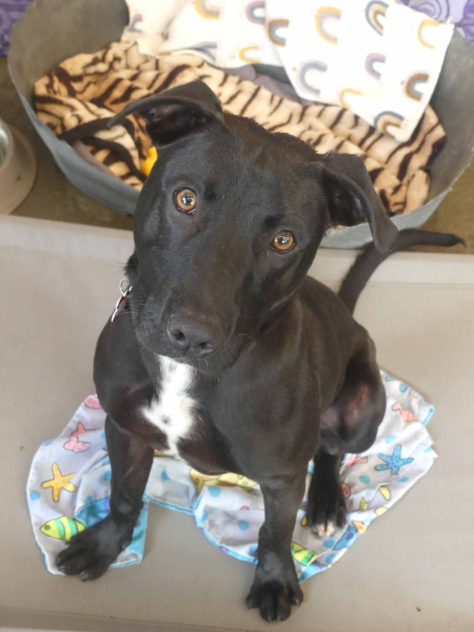 Franklin - Staffy X available for adoption at Monika's Doggie Rescue in Sydney