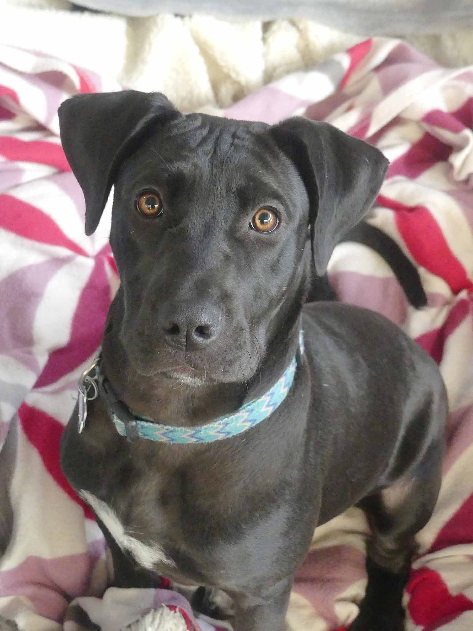 Louise - Bull Arab X Staffy available for adoption at Monika's Doggie Rescue in Sydney
