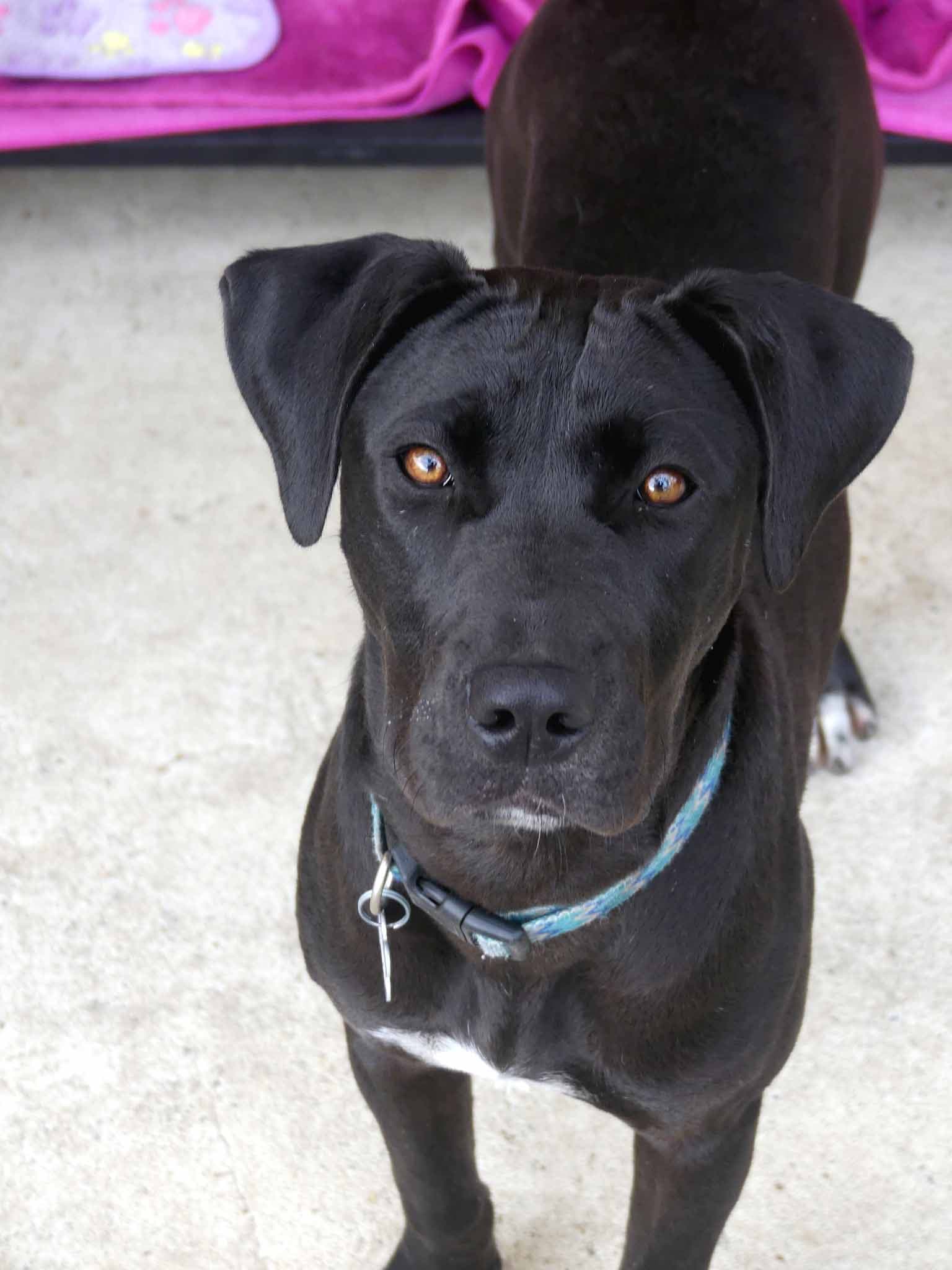 Louise - Bull Arab X Staffy available for adoption at Monika's Doggie Rescue in Sydney