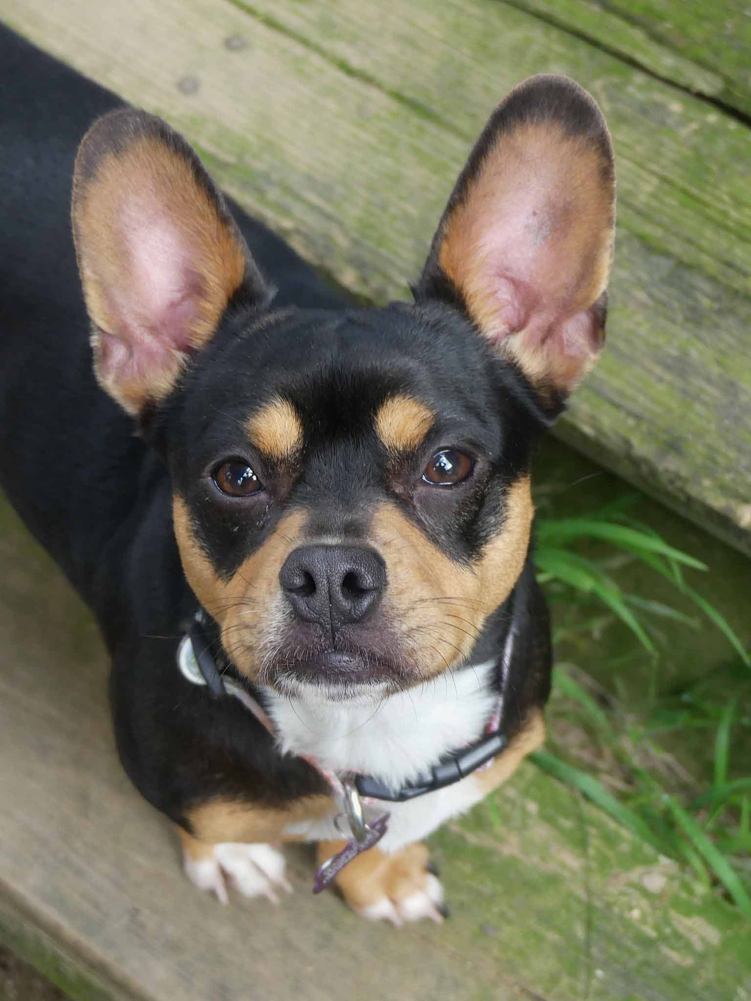 Muffin - French Bulldog X Jack Russell Terrier available for adoption at Monika's Doggie Rescue in Sydney
