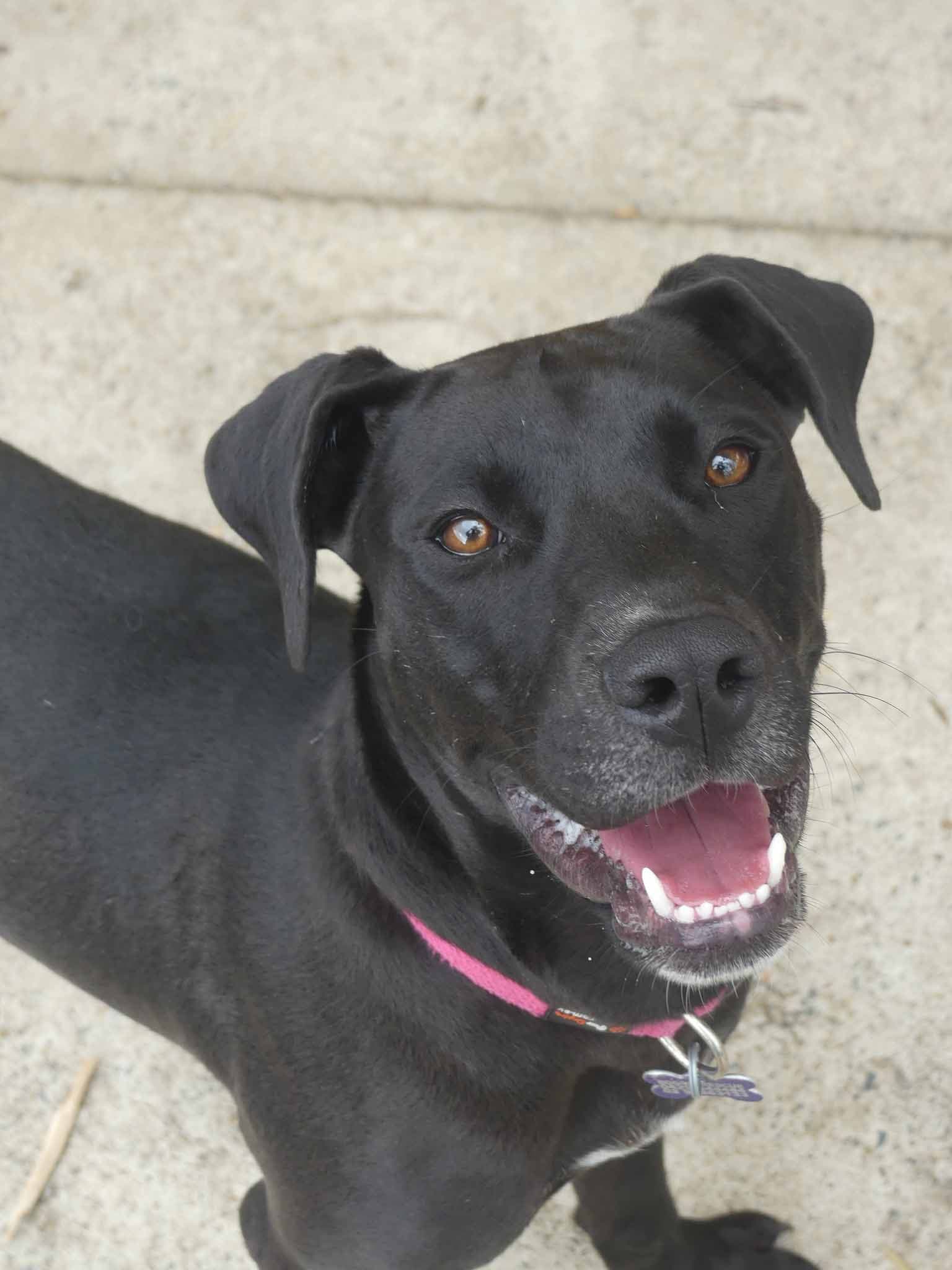 Thelma - Bull Arab X Staffy available for adoption at Monika's Doggie Rescue in Sydney