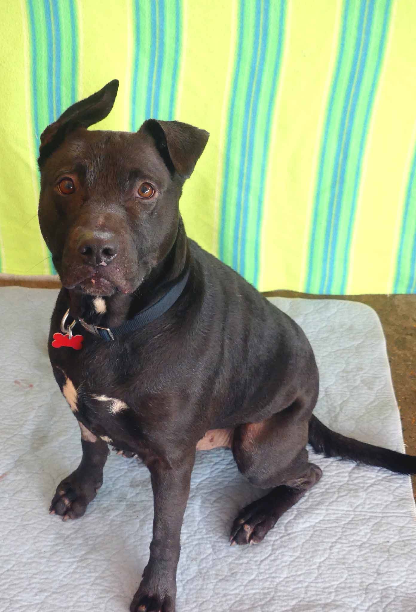 Thunder - Staffy X available for adoption at Monika's Doggie Rescue in Sydney