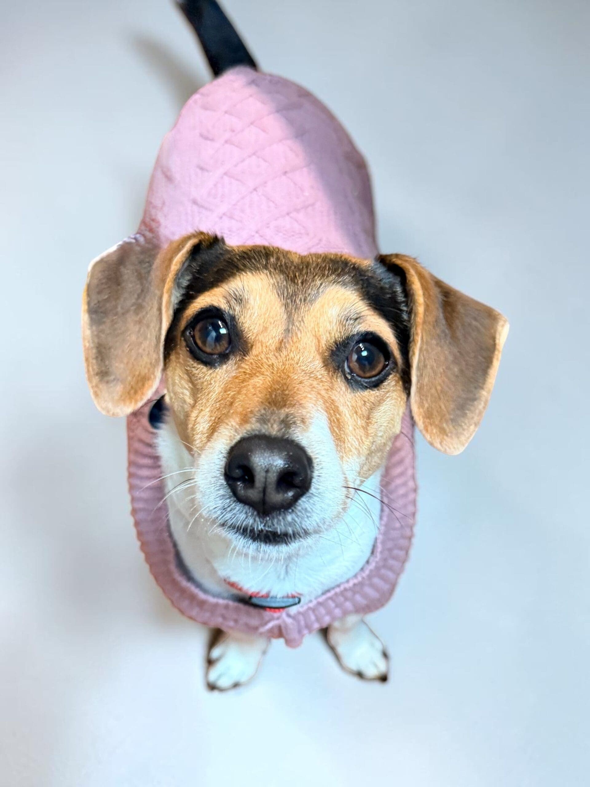 Milo - Jack Russell Terrier X Miniature Fox Terrier available for adoption in Sydney