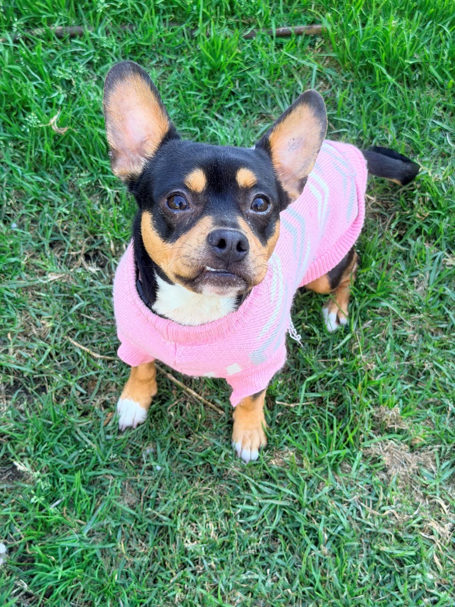 Muffin - French Bulldog X Jack Russell Terrier available for adoption at Monika's Doggie Rescue in Sydney