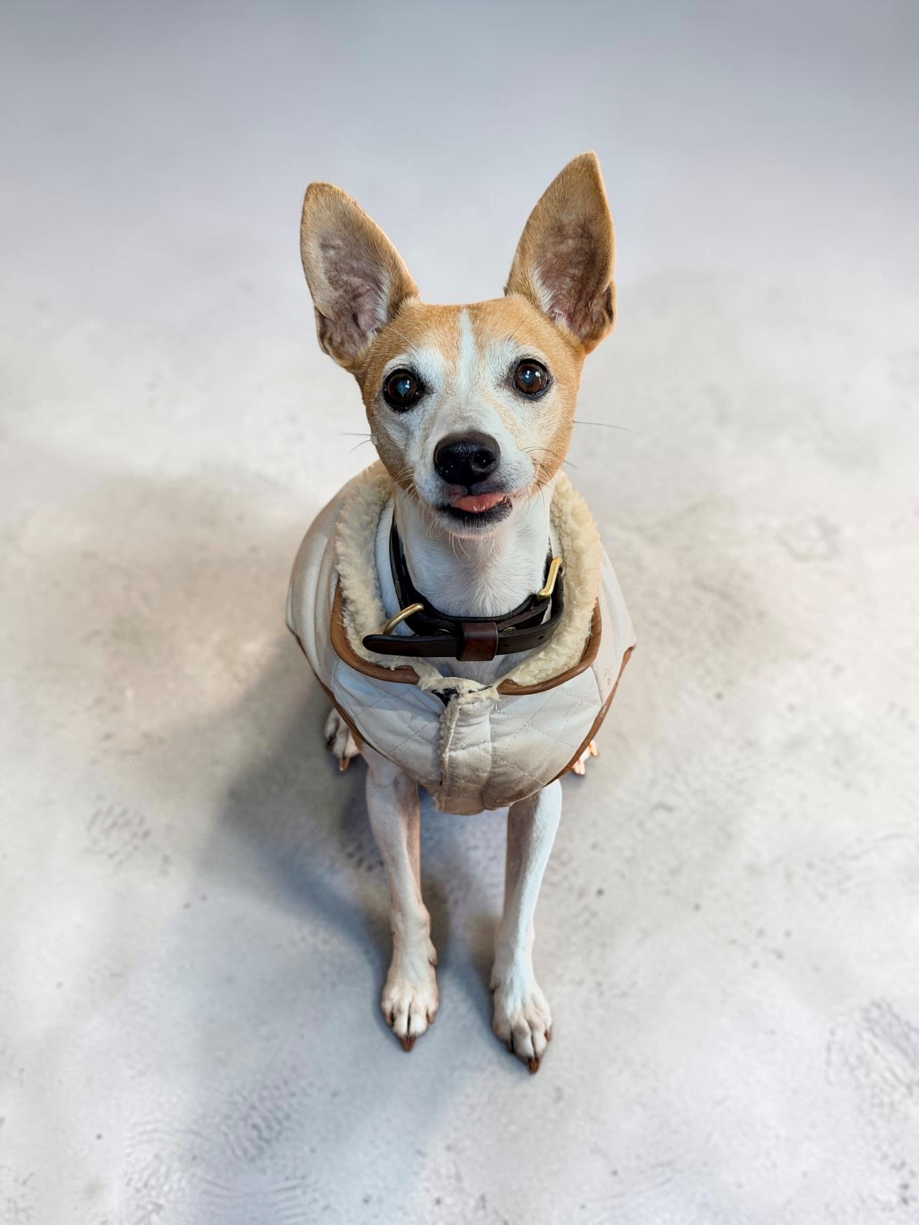 Perry - Miniature Fox Terrier X available for adoption at Monika's Doggie Rescue in Sydney