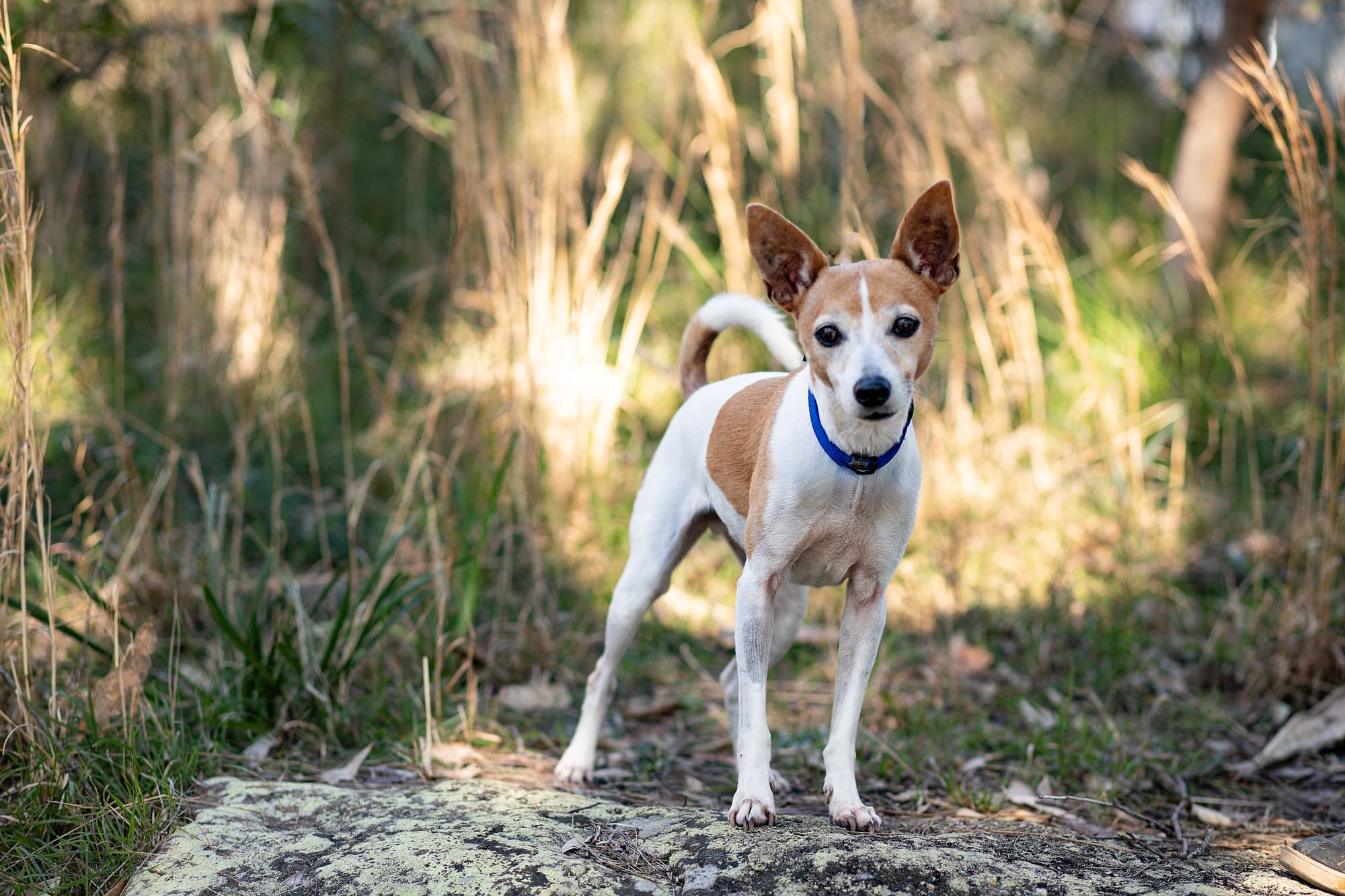 Perry - Miniature Fox Terrier X available for adoption in Sydney