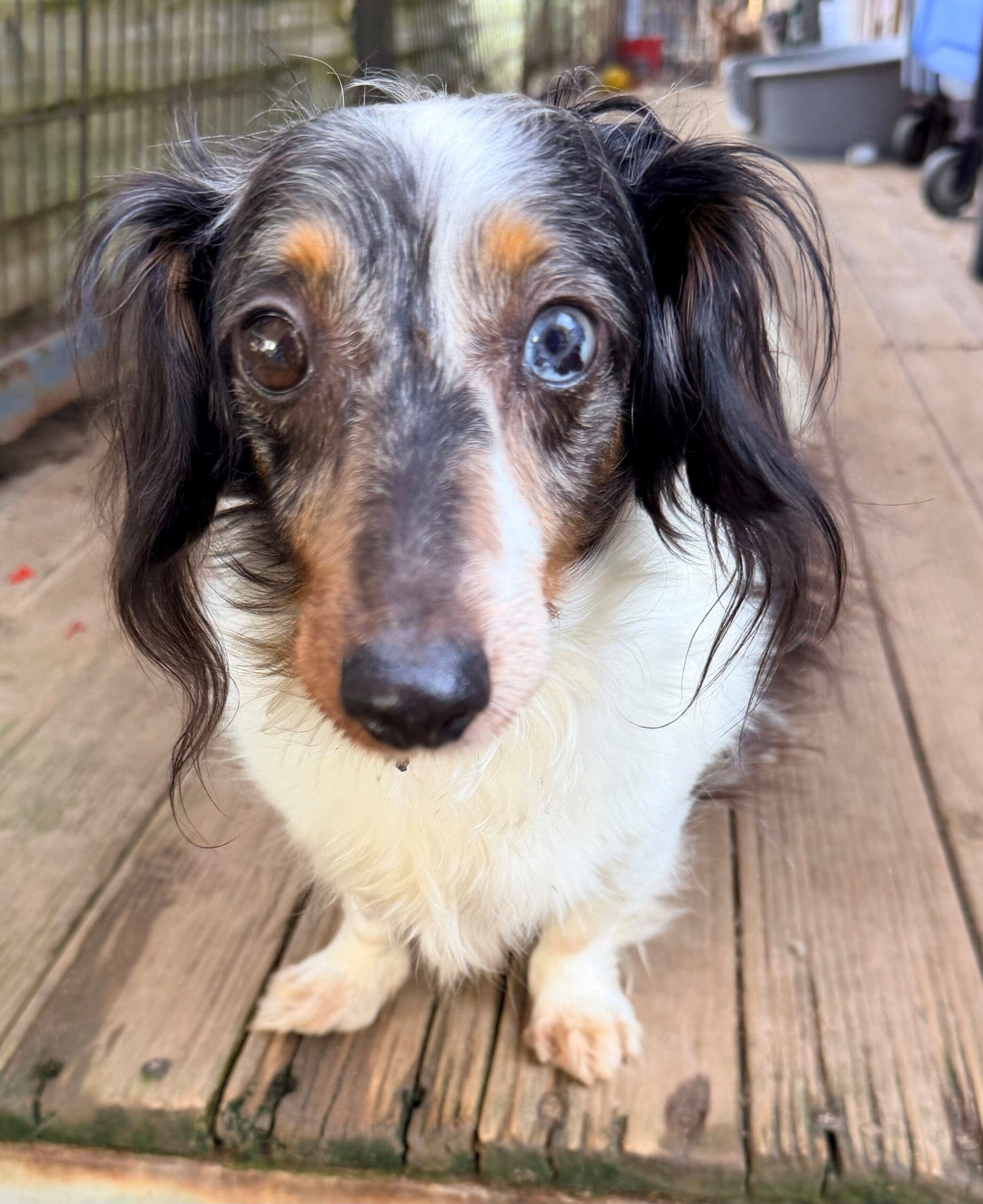 Rosie - Dachshund X available for adoption at Monika's Doggie Rescue in Sydney