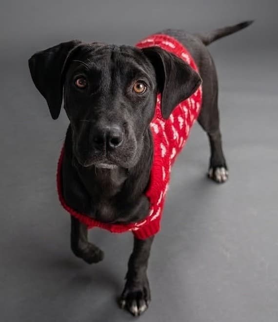 Thelma - Bull Arab X Staffy available for adoption at Monika's Doggie Rescue in Sydney